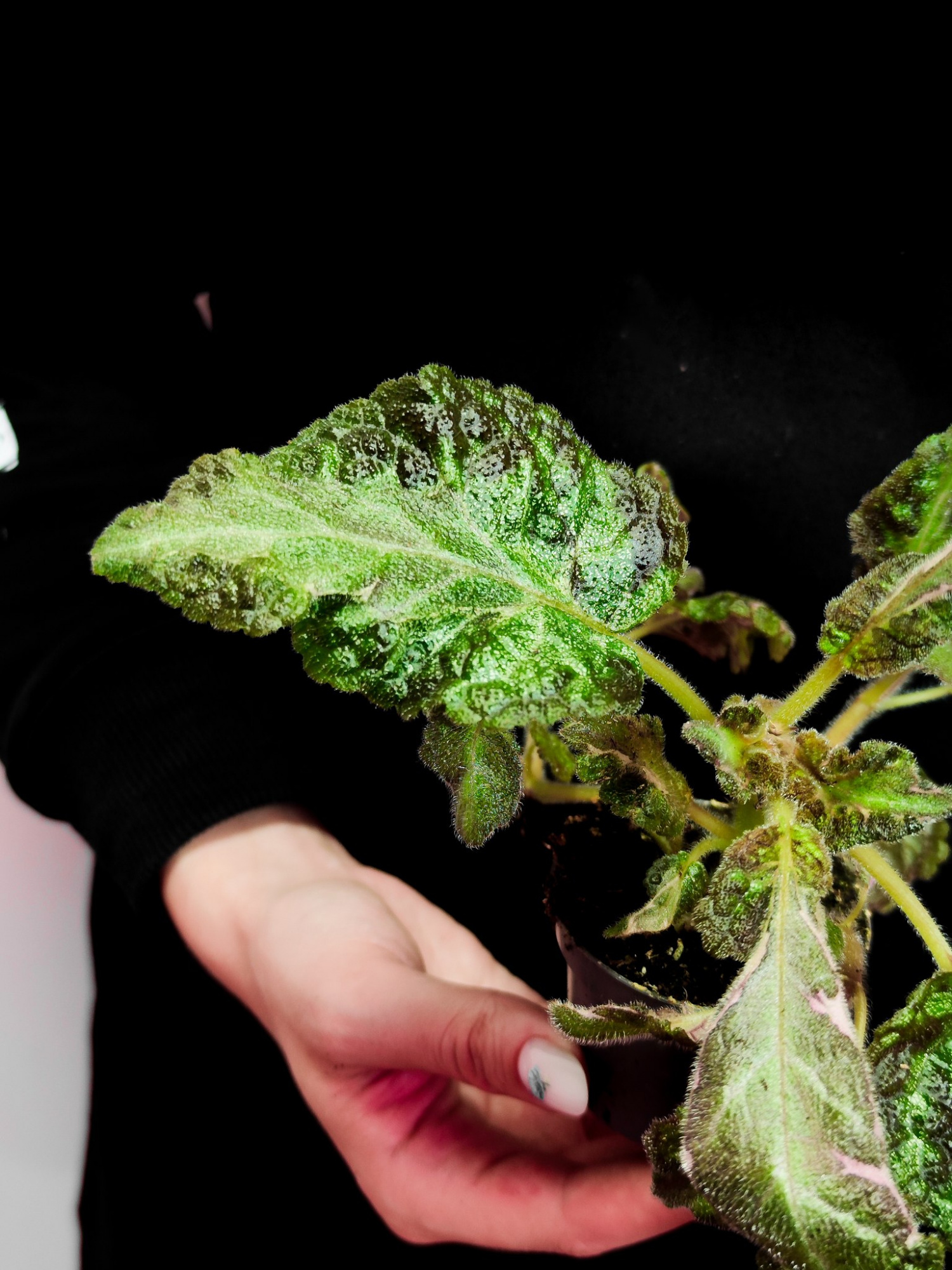 Эписция Кантри Брилианс (Episcia Country Brilliance) D6см