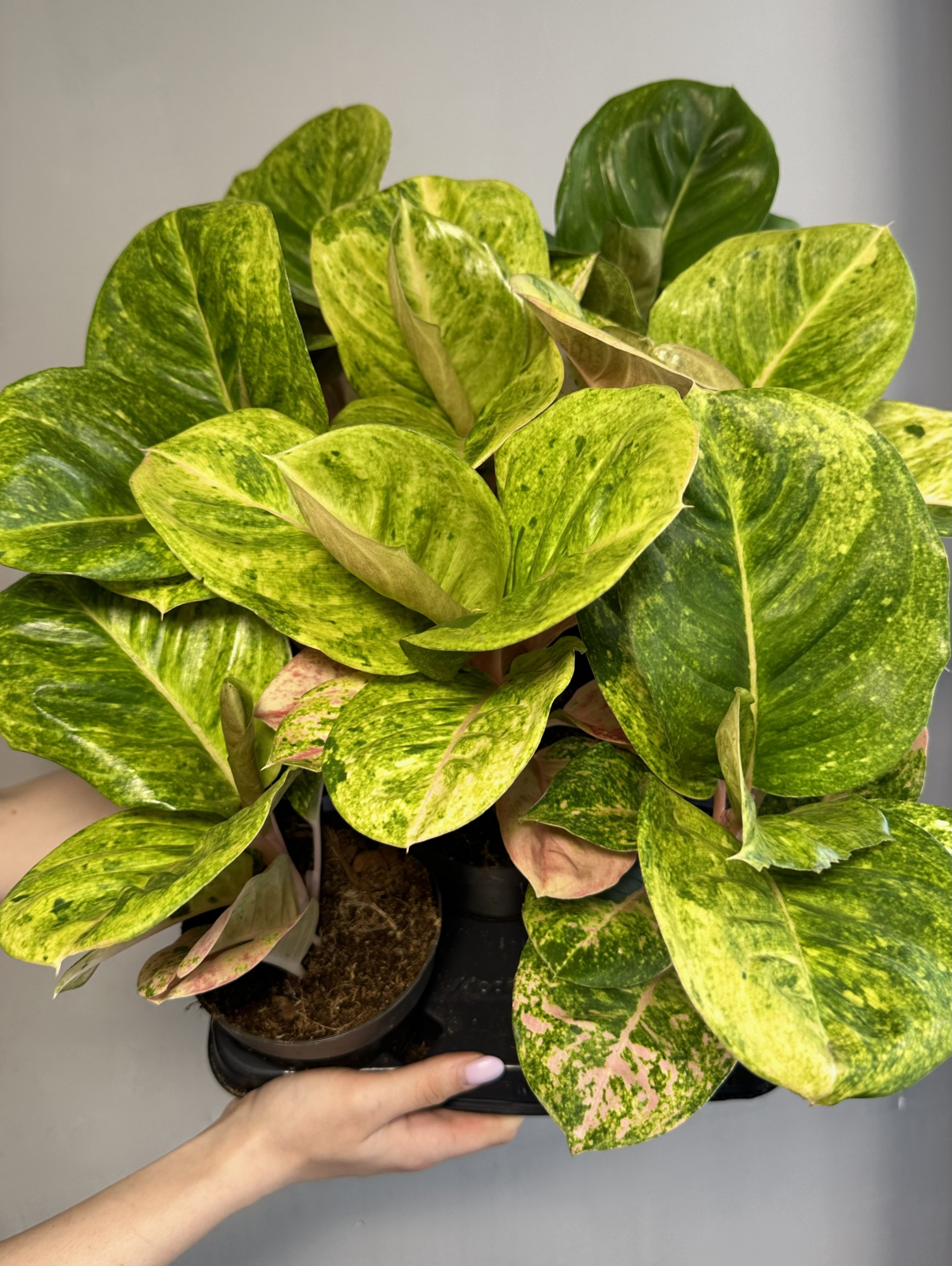 Аглаонема Эпл Фэнтези (Aglaonema Apple Fantasy) D12см