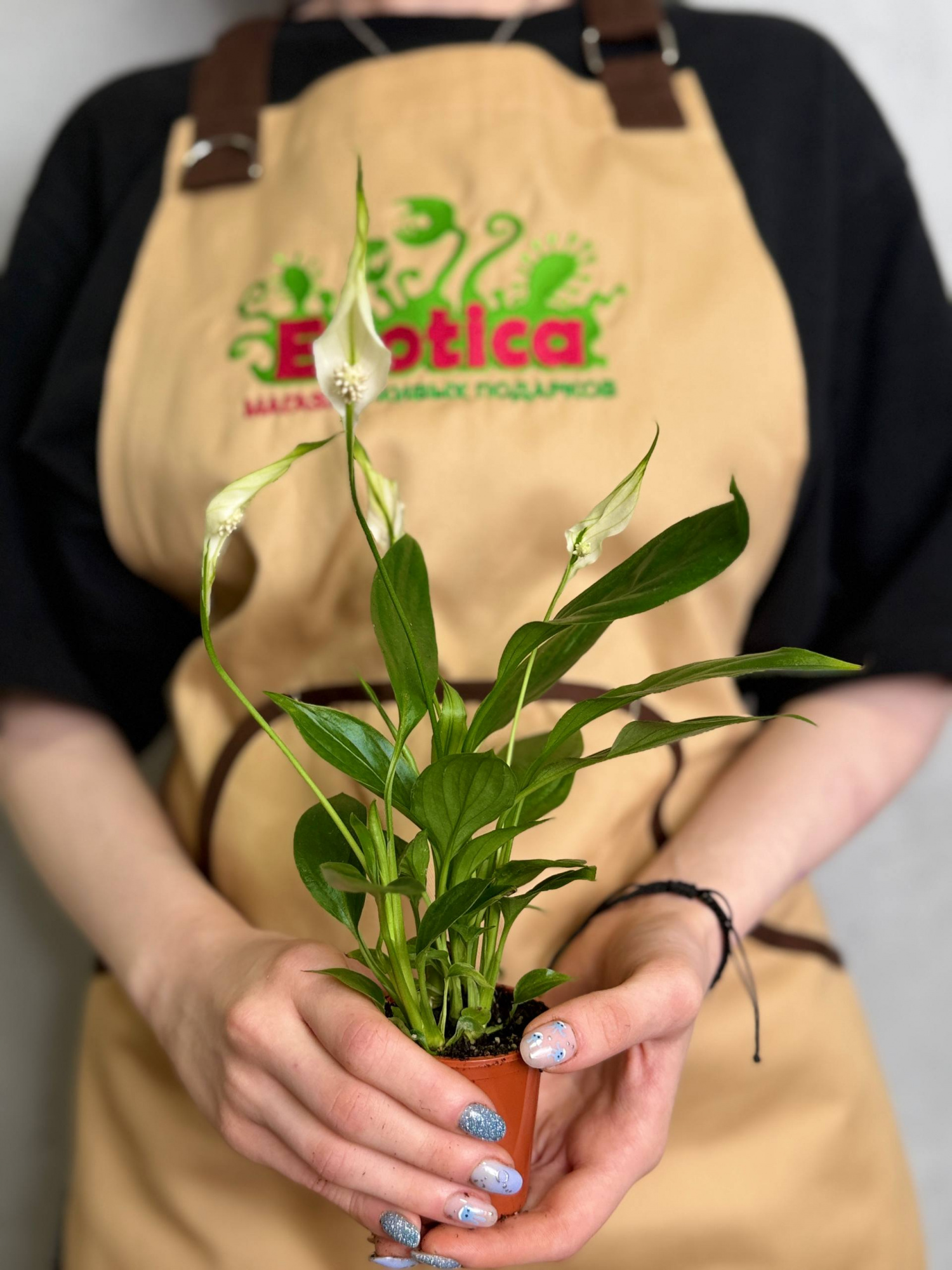 Спатифиллум Алана (Spathiphyllum Alana) D6см