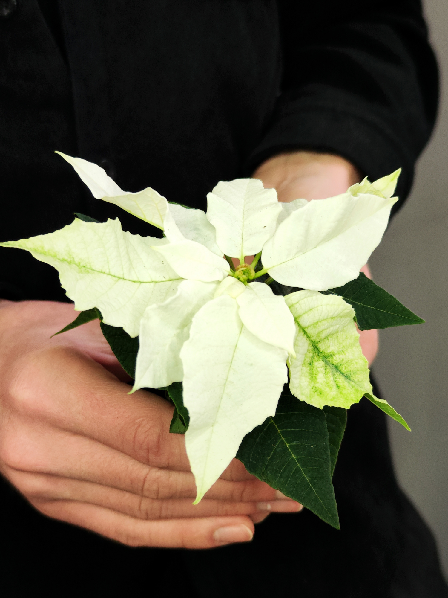 Пуансеттия Белая (Poinsettia White) D6см