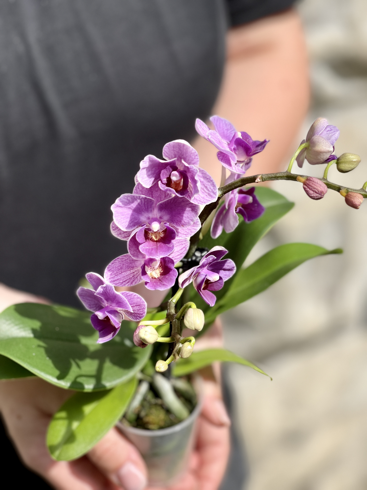 Орхидея Фаленопсис Мини Светло - Фиолетовая (Phalaenopsis Multiflora) D6см