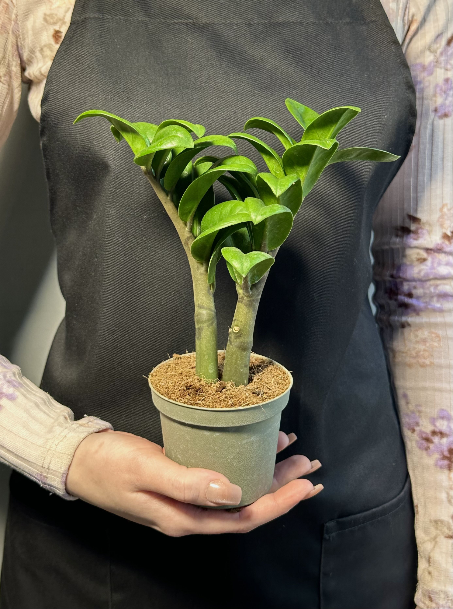 Замиокулькас Зензи Жук (Zamioculcas Zenzi Bug) D9см