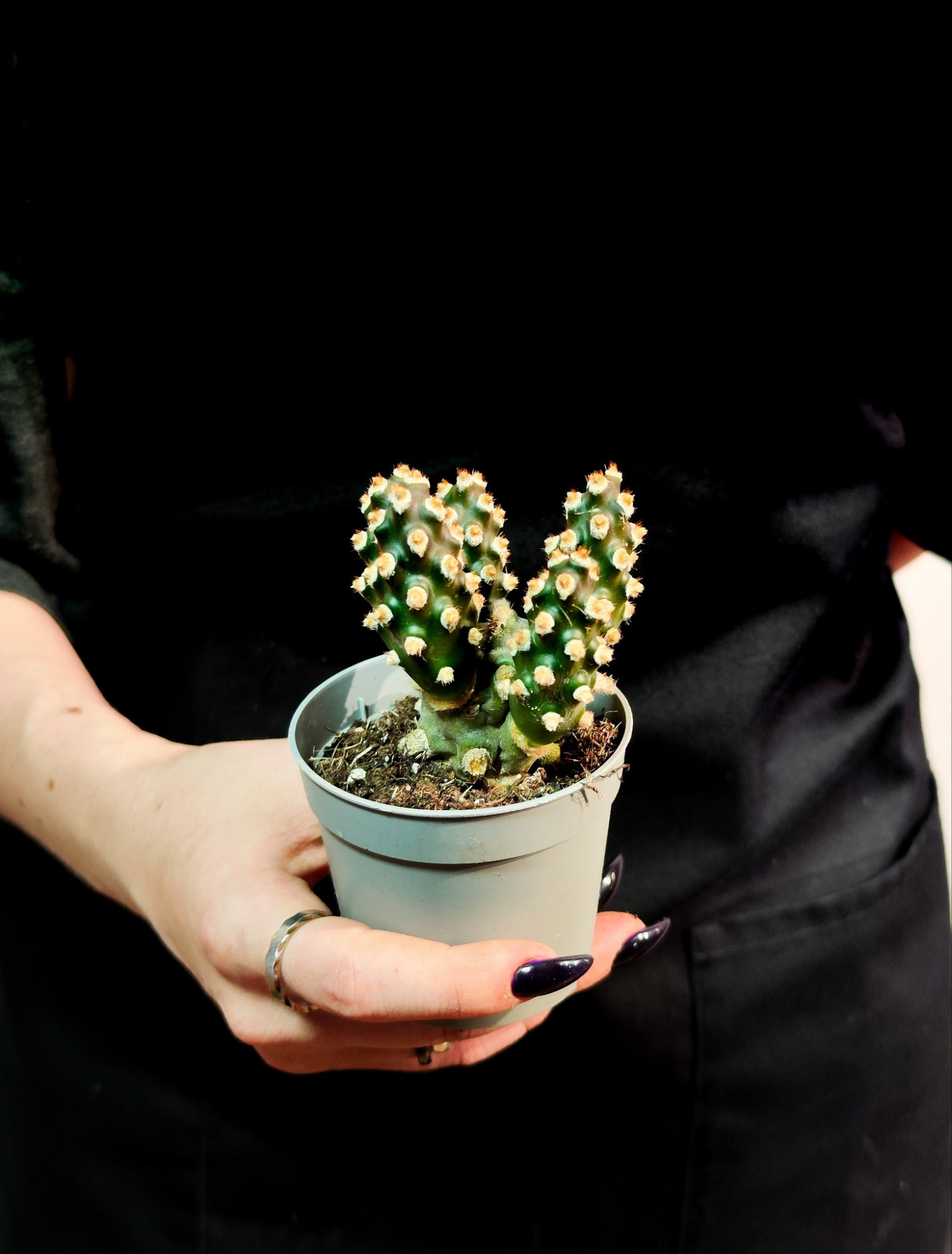 Тефрокактус Молинензис (Tephrocactus Molinensis) D6,5см