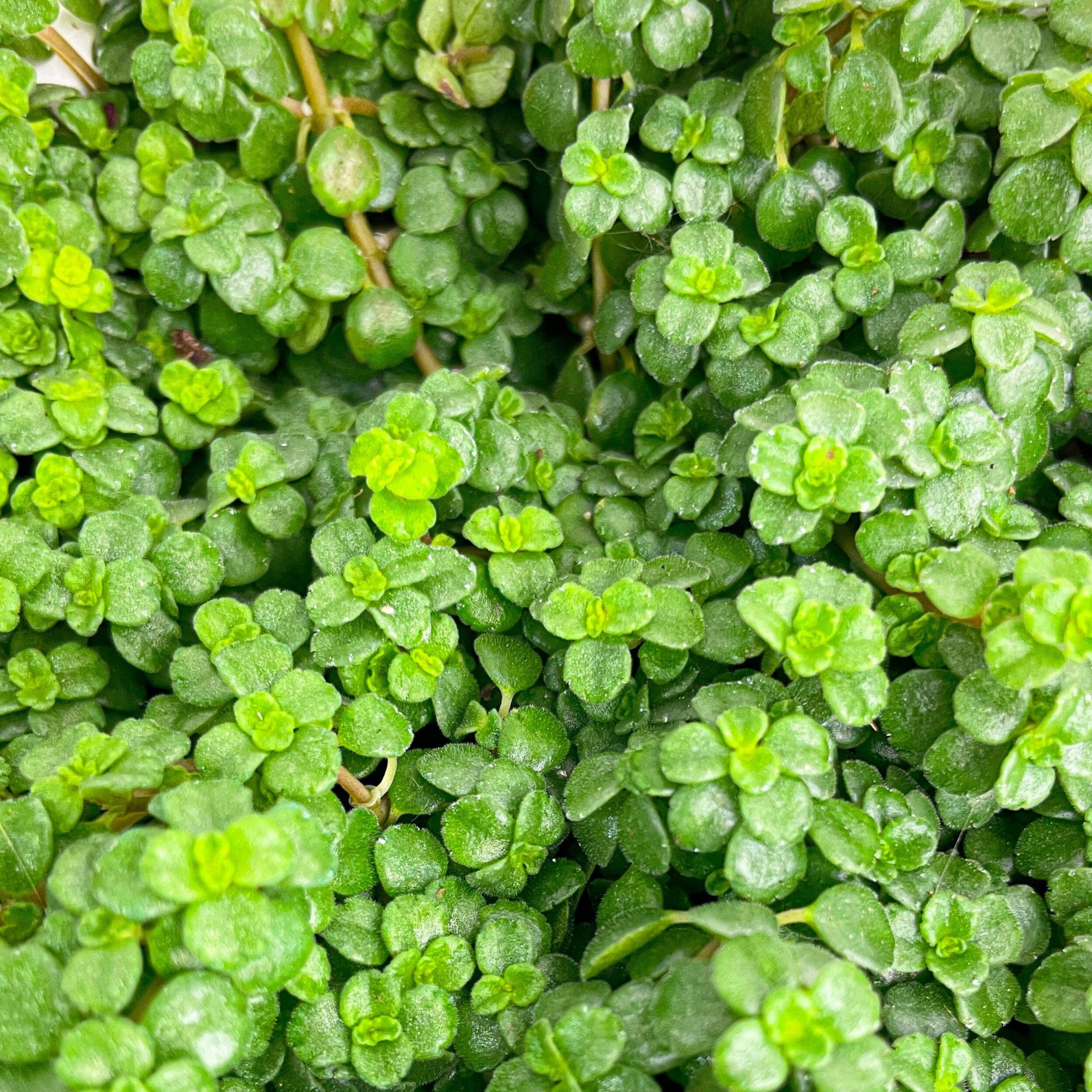 Пилея Депресса (Pilea Depressa) D5см