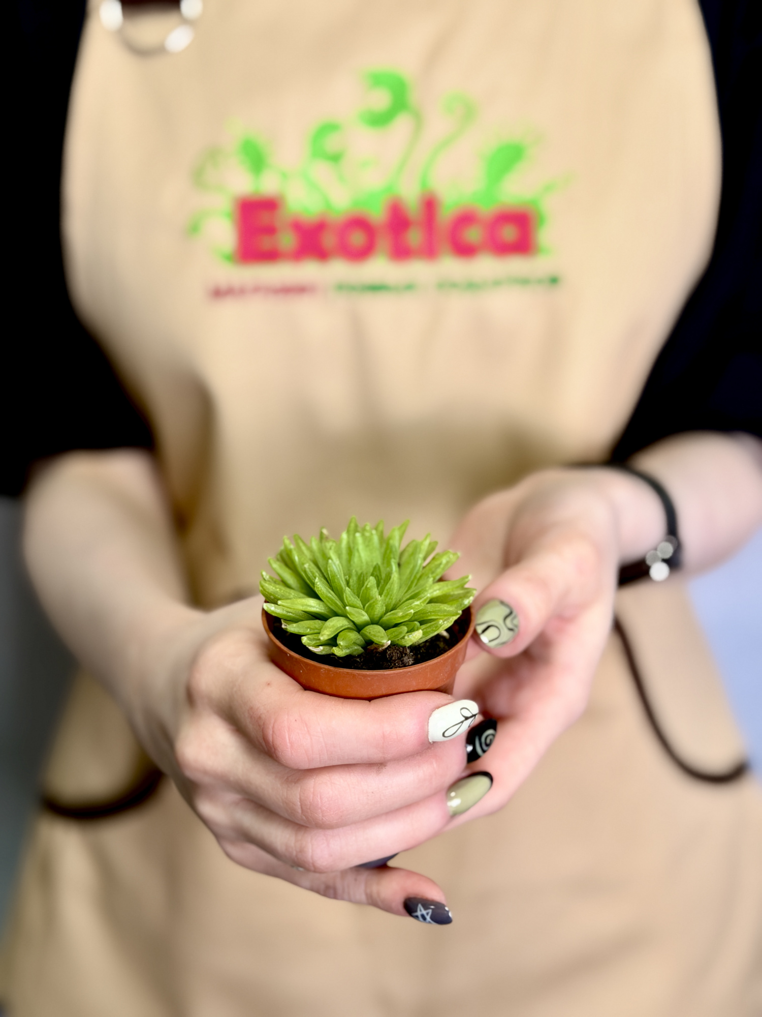 Хавортия Кикухигаса (Haworthia Kikuhigasa) D5см