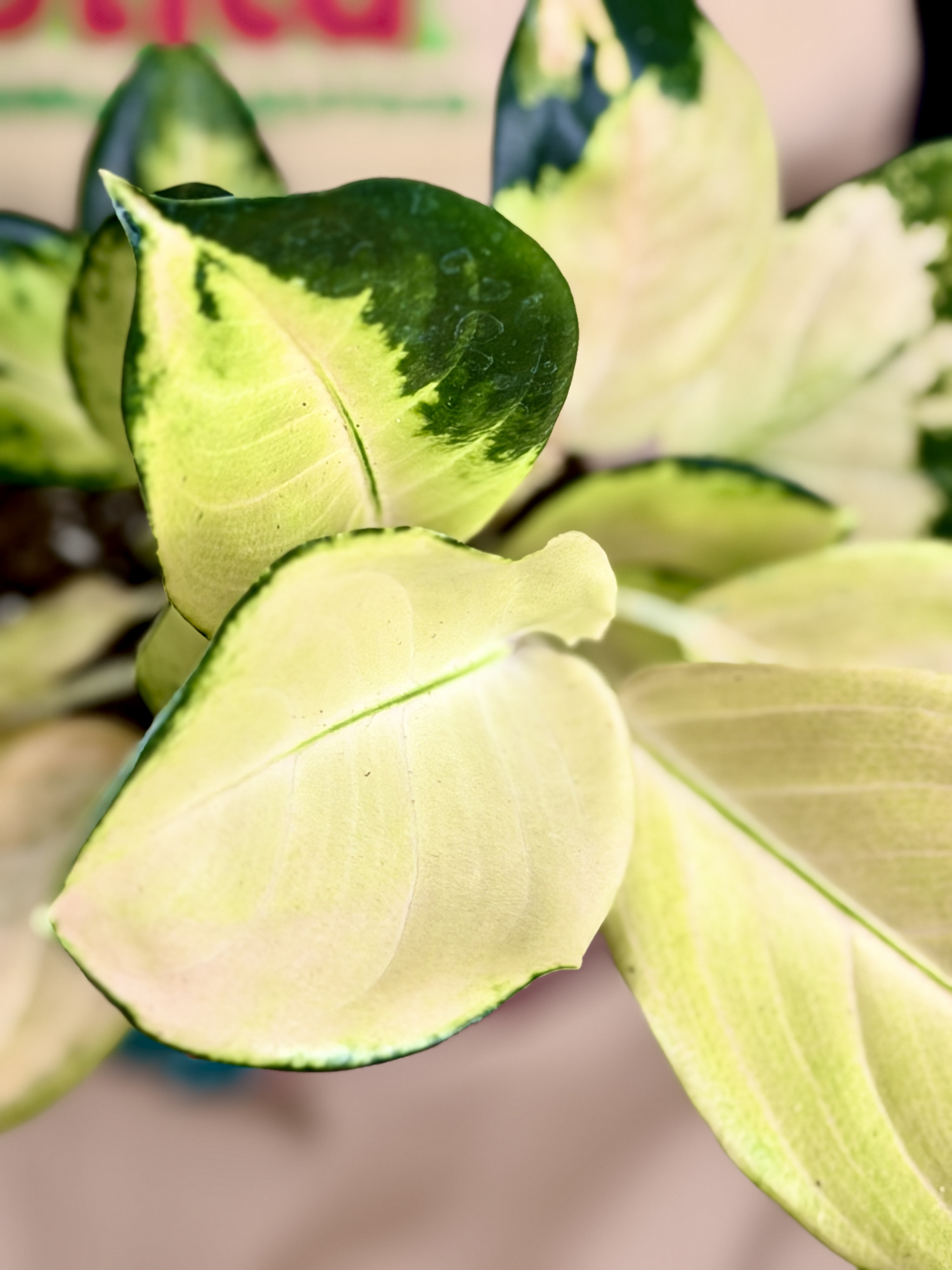 Аглаонема Голден (Aglaonema Golden) D12см