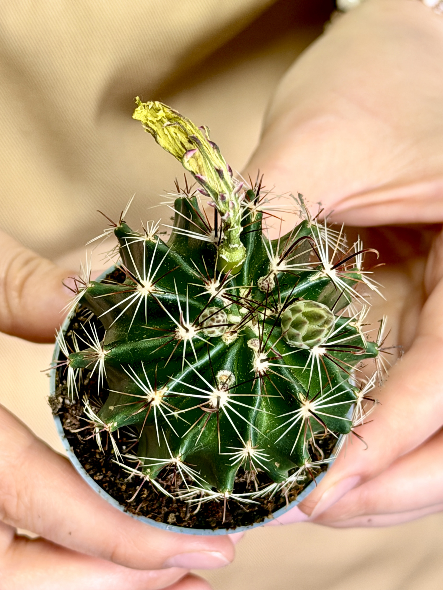 Гимнокалициум Балдианум Йеллоу (Gymnocalycium Baldianum cv. Yellow) D6см