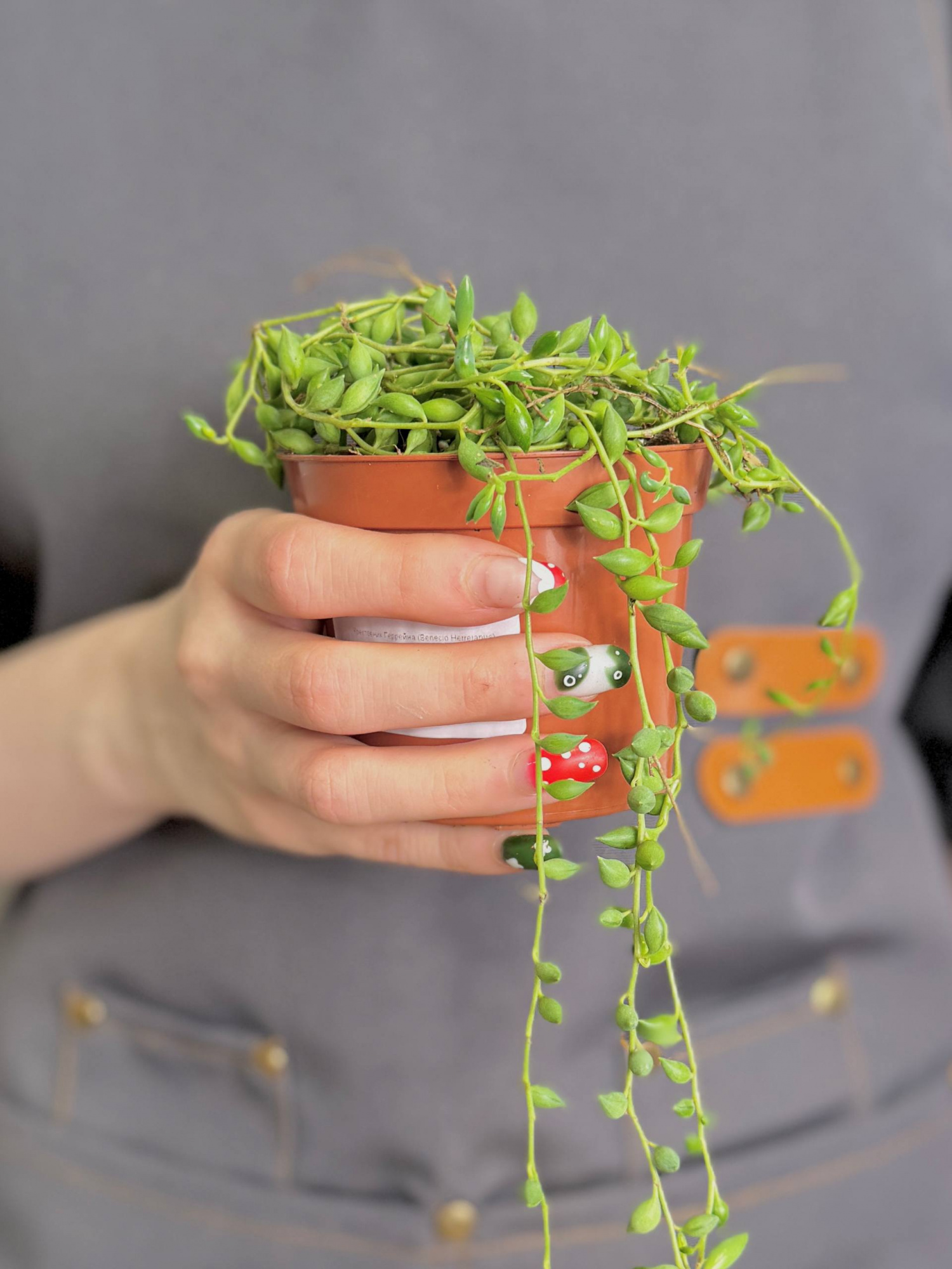 Крестовник Геррейна (Senecio Herreianus) D8,5см