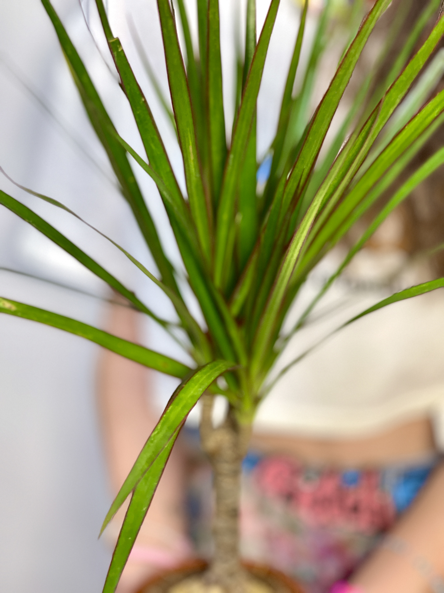 Драцена Маргината Биколор (Dracaena Marginata Bicolor) D12см