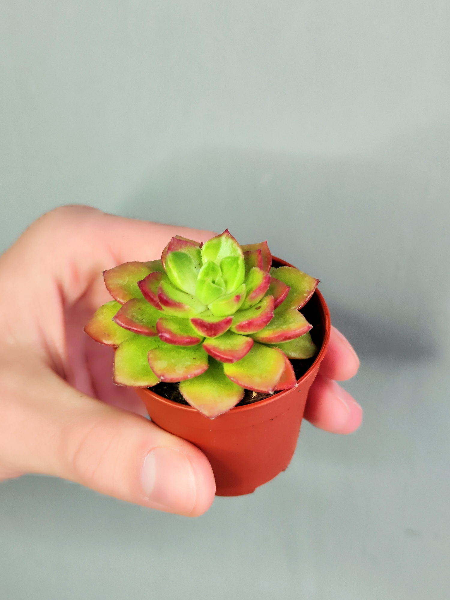Эхеверия Аффинис Ред (Echeveria Affinis Red) D5см