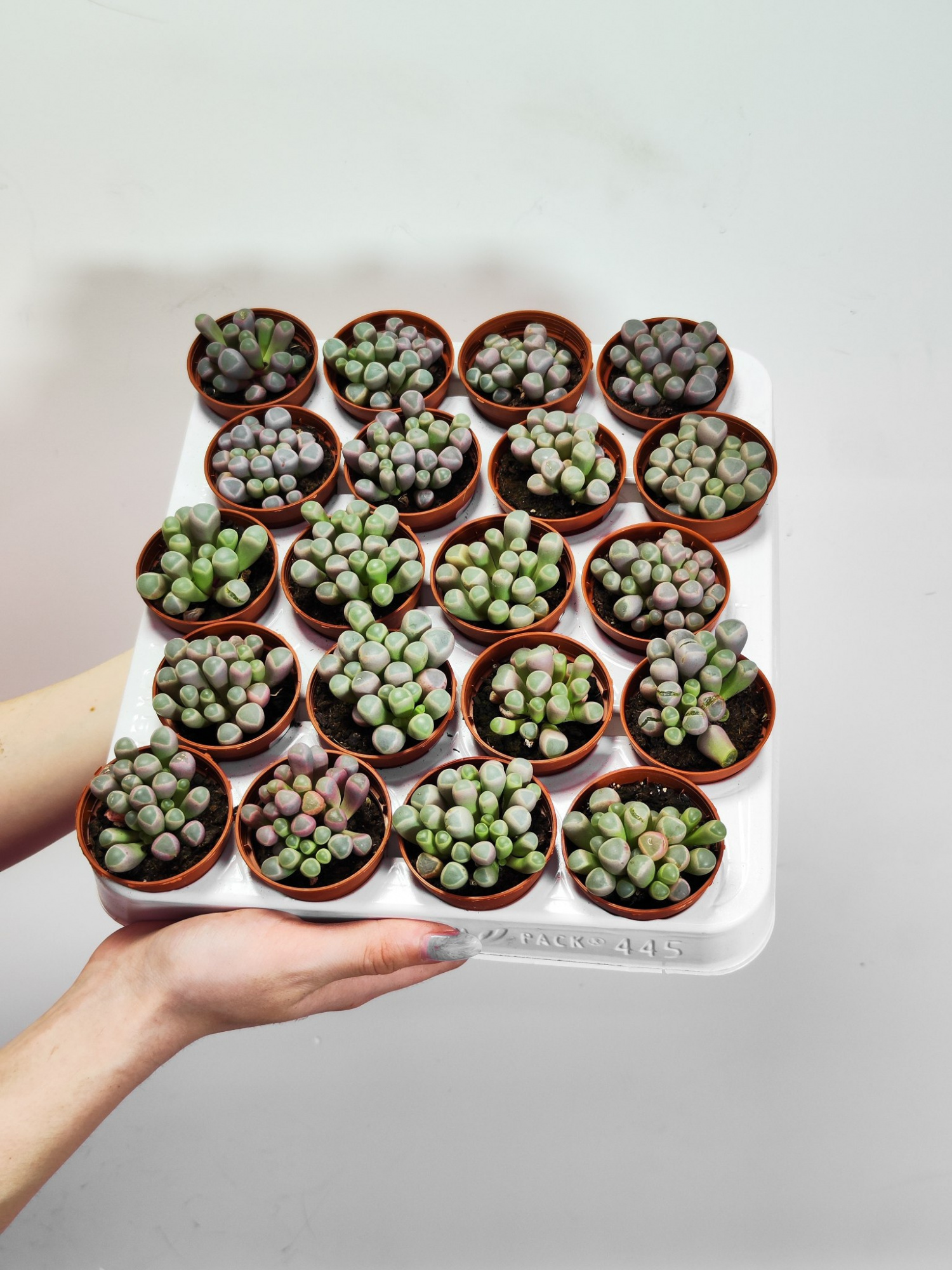 Литопсы Фенестрария Аурантика (Fenestraria Aurantiaca) D5см
