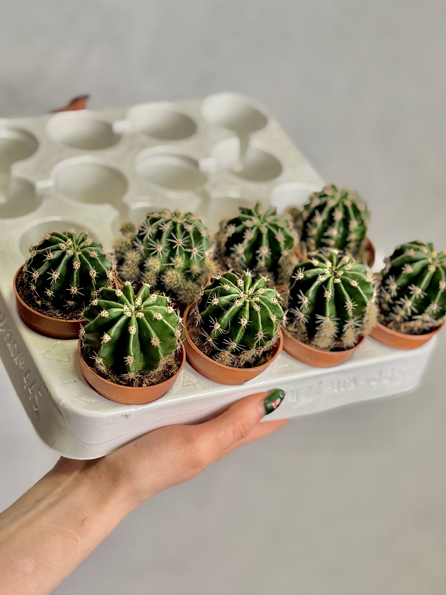 Эхинопсис Эрье (Echinopsis Eyriesii) D5см