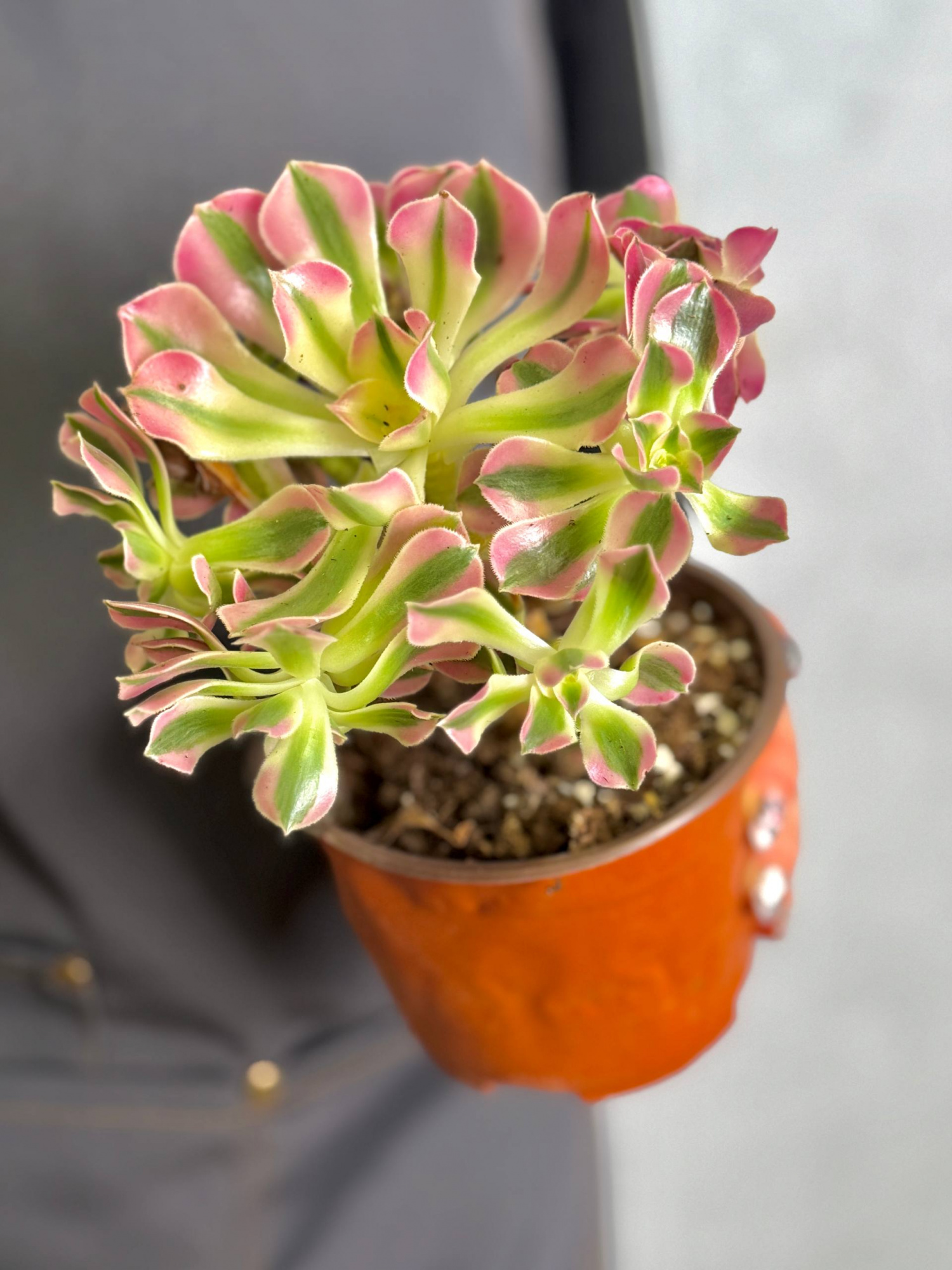 Эониум Пинк Витч (Aeonium Pink Witch) D11см