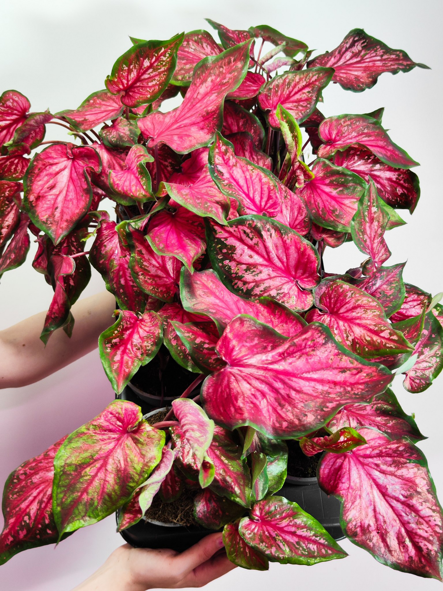 Каладиум Скарлет Флейм (Caladium Scarlet Flame) D12см