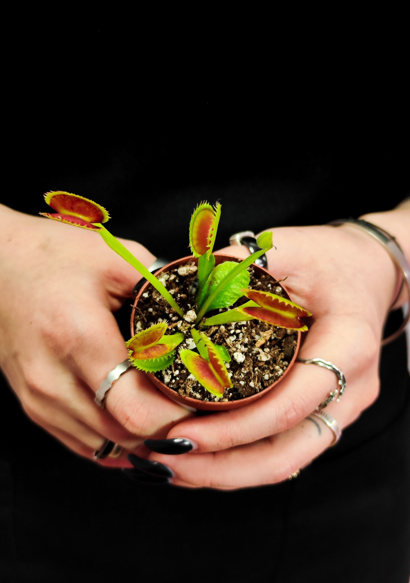 Венерина Мухоловка Дракула (Dionaea Muscipula Dracula) D5см