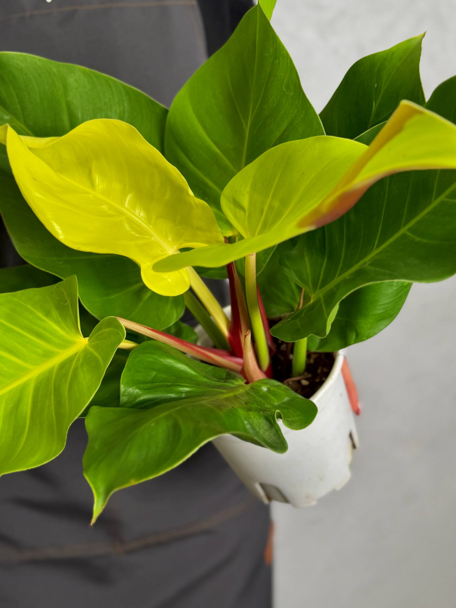 Филодендрон Йеллоу Флейм (Philodendron Yellow Flame) D12см