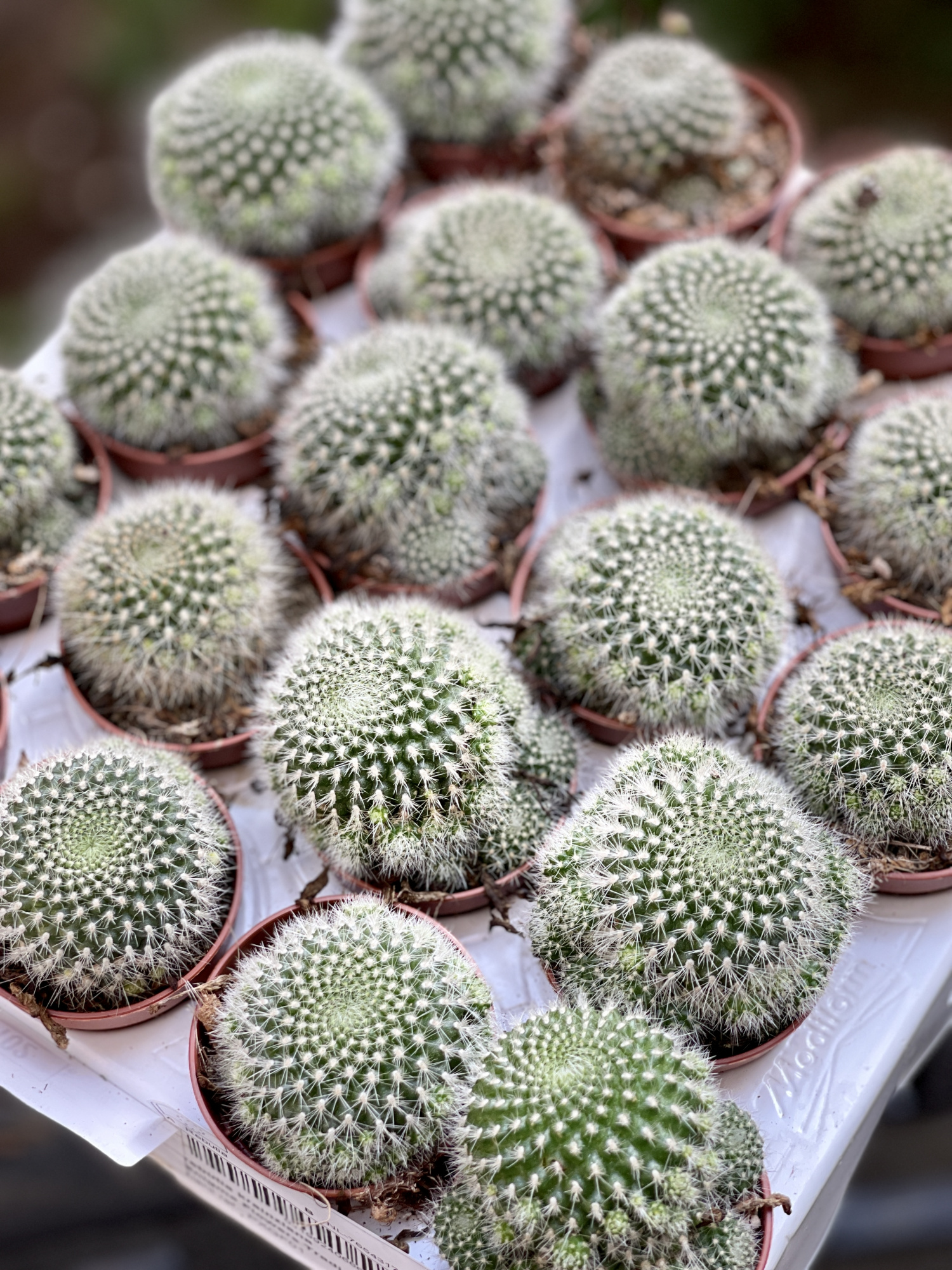 Кактус Ребуция Краинциана, Красная (Rebutia Krainziana) D5см