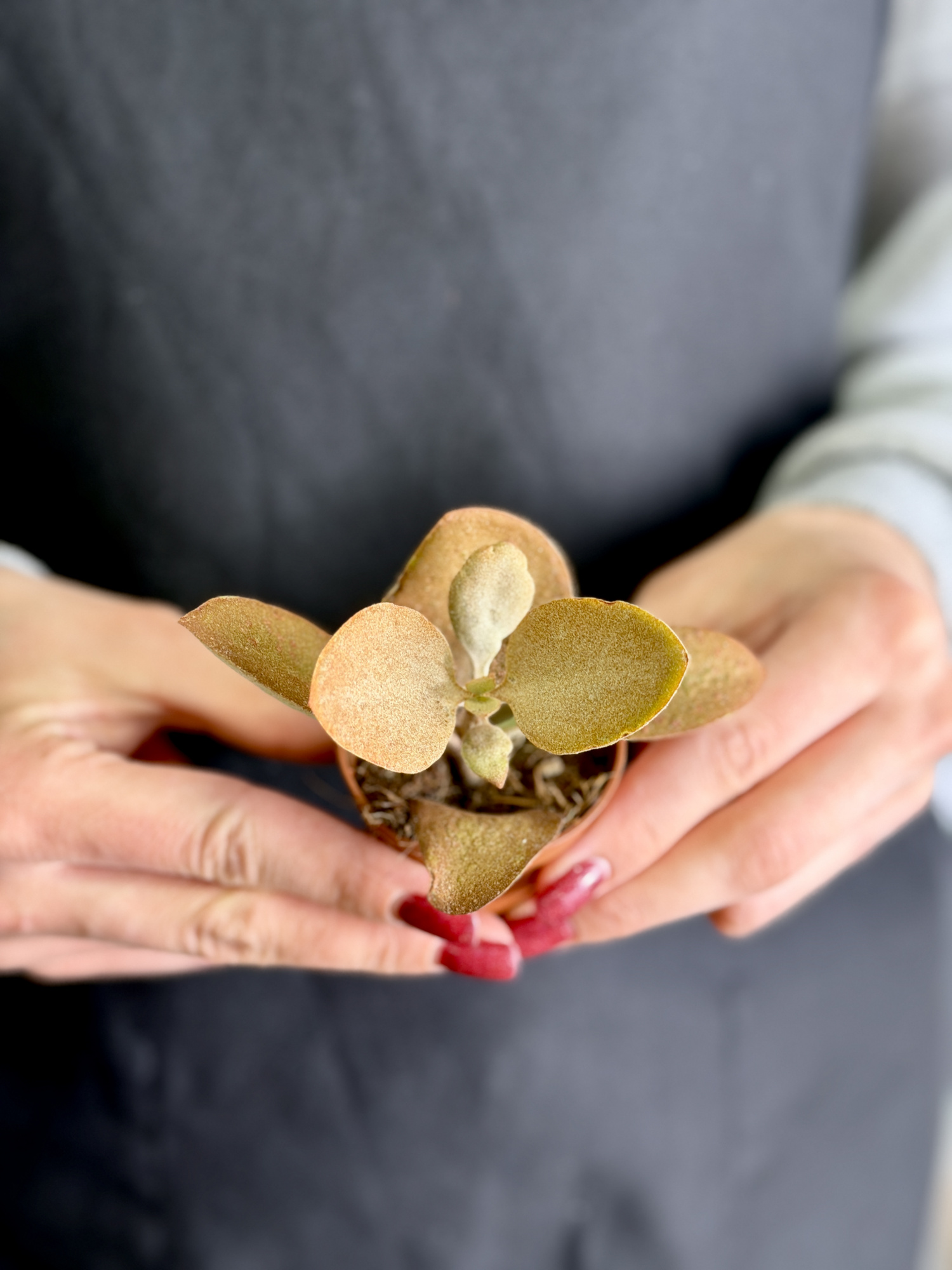 Каланхоэ Оргиалис (Kalanchoe Orgyalis) D5см