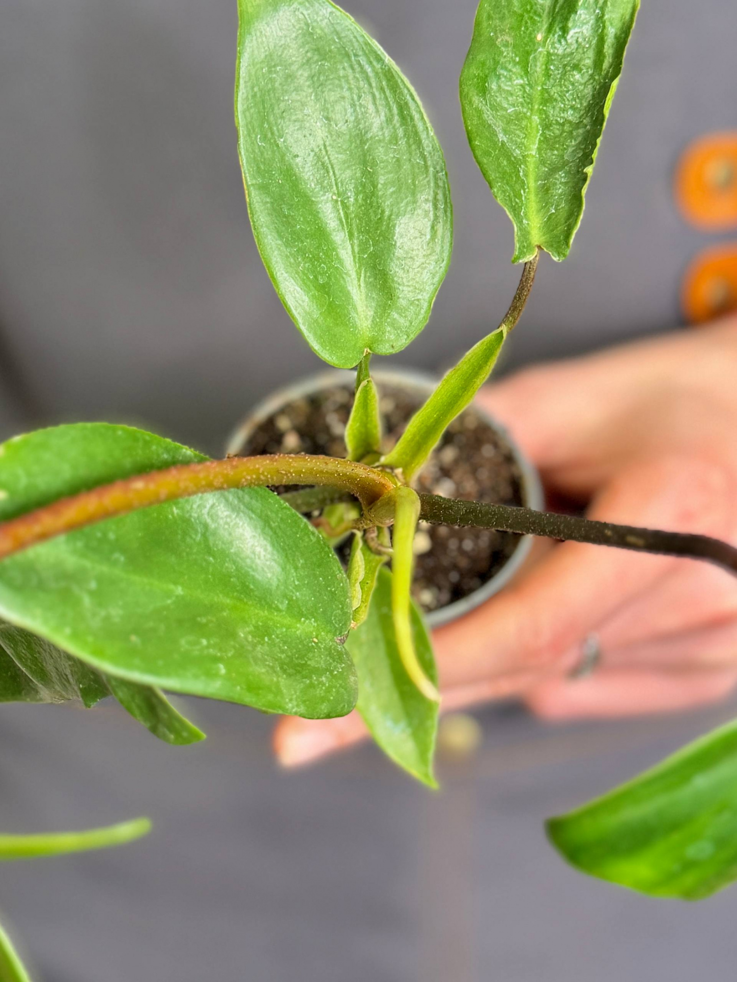 Филодендрон Майо (Philodendron Mayoi) D6см