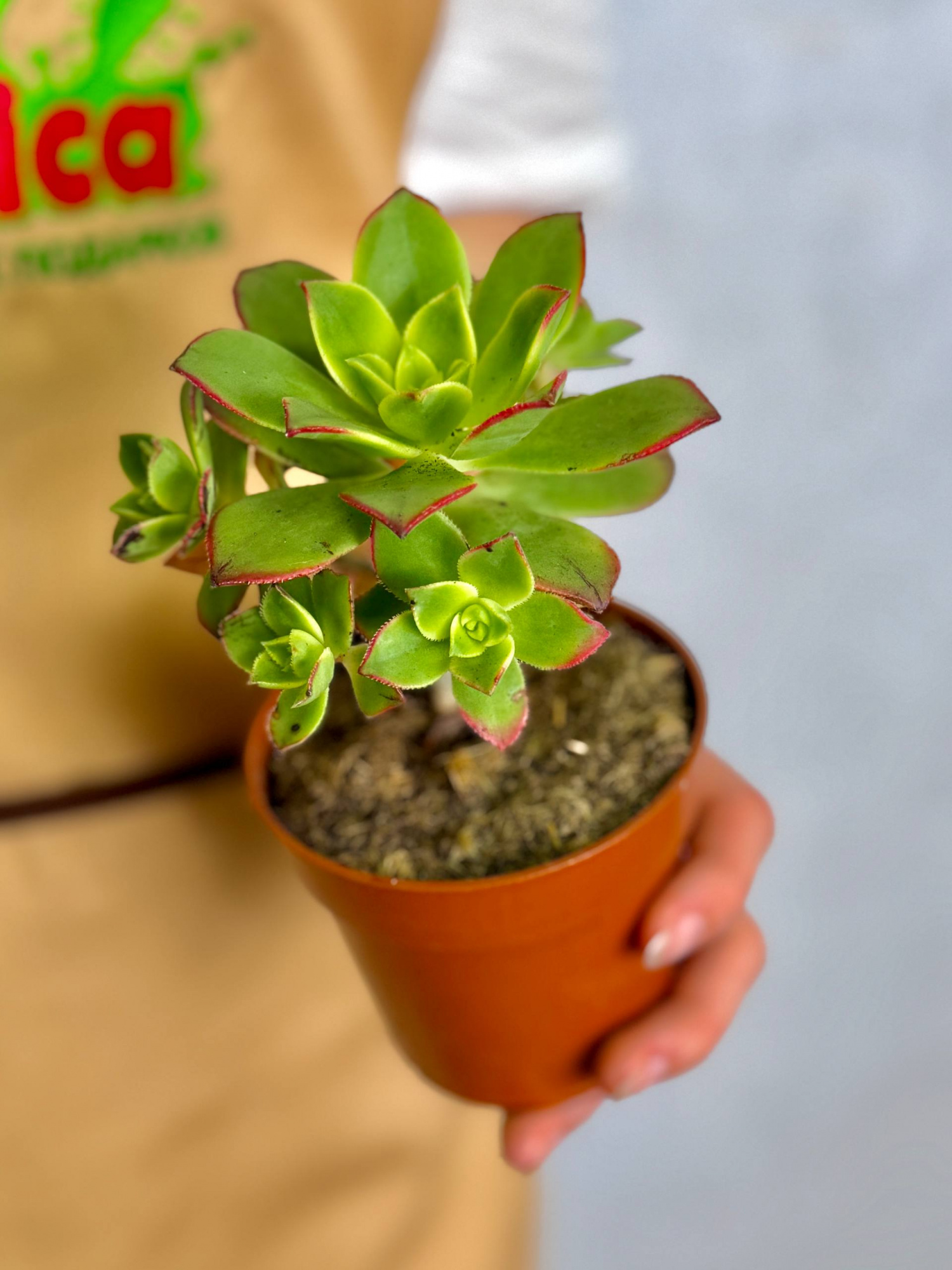 Эониум Киви (Aeonium Kiwi) D8,5см