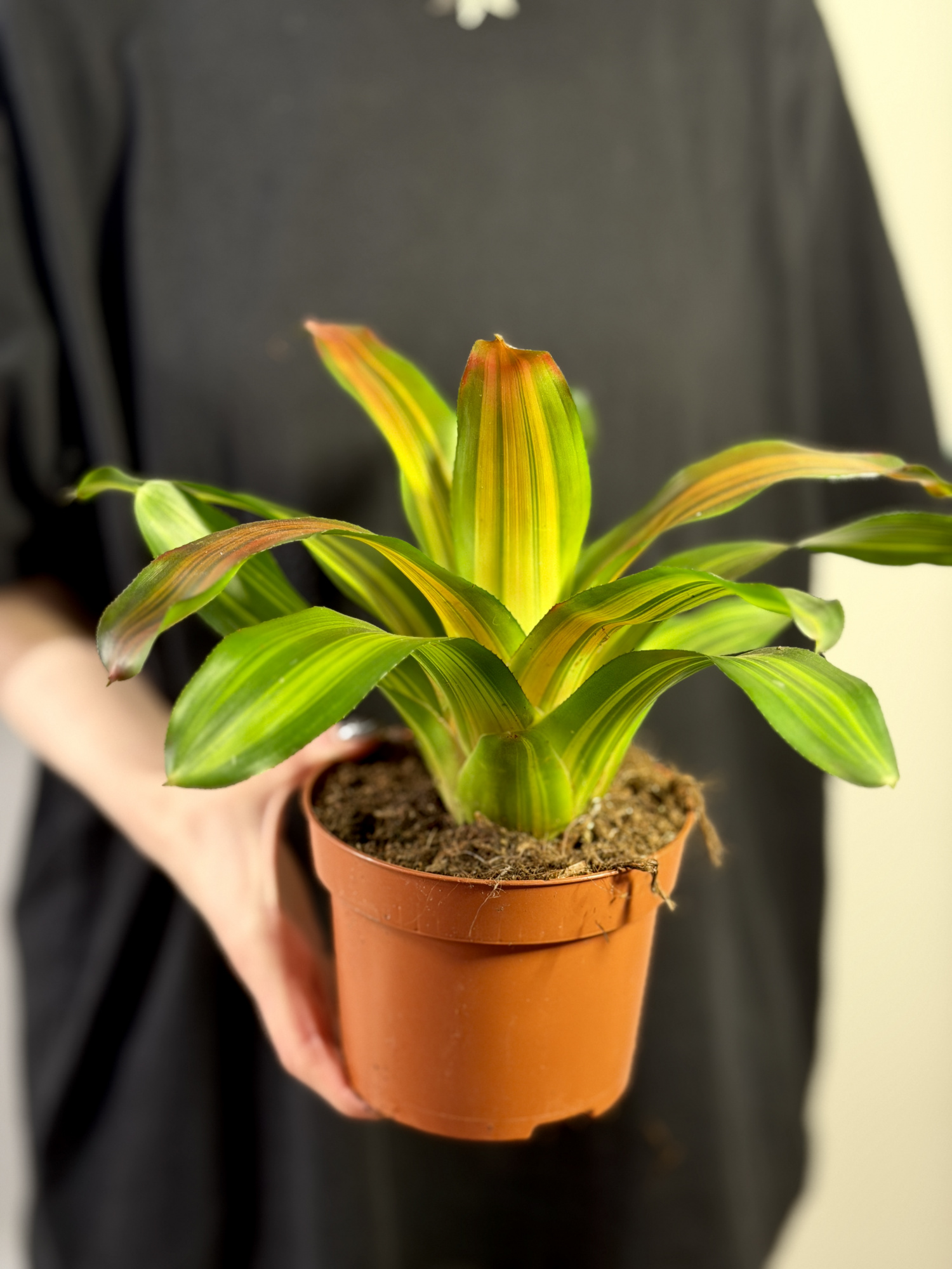 Неорегелия Фредди (Neoregelia Freddie) D12см