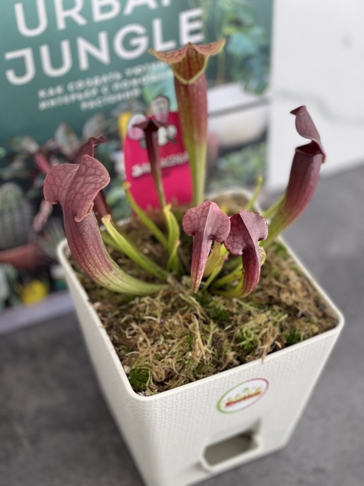 Саррацения Тесс (Sarracenia Tess) пересаженная D12см