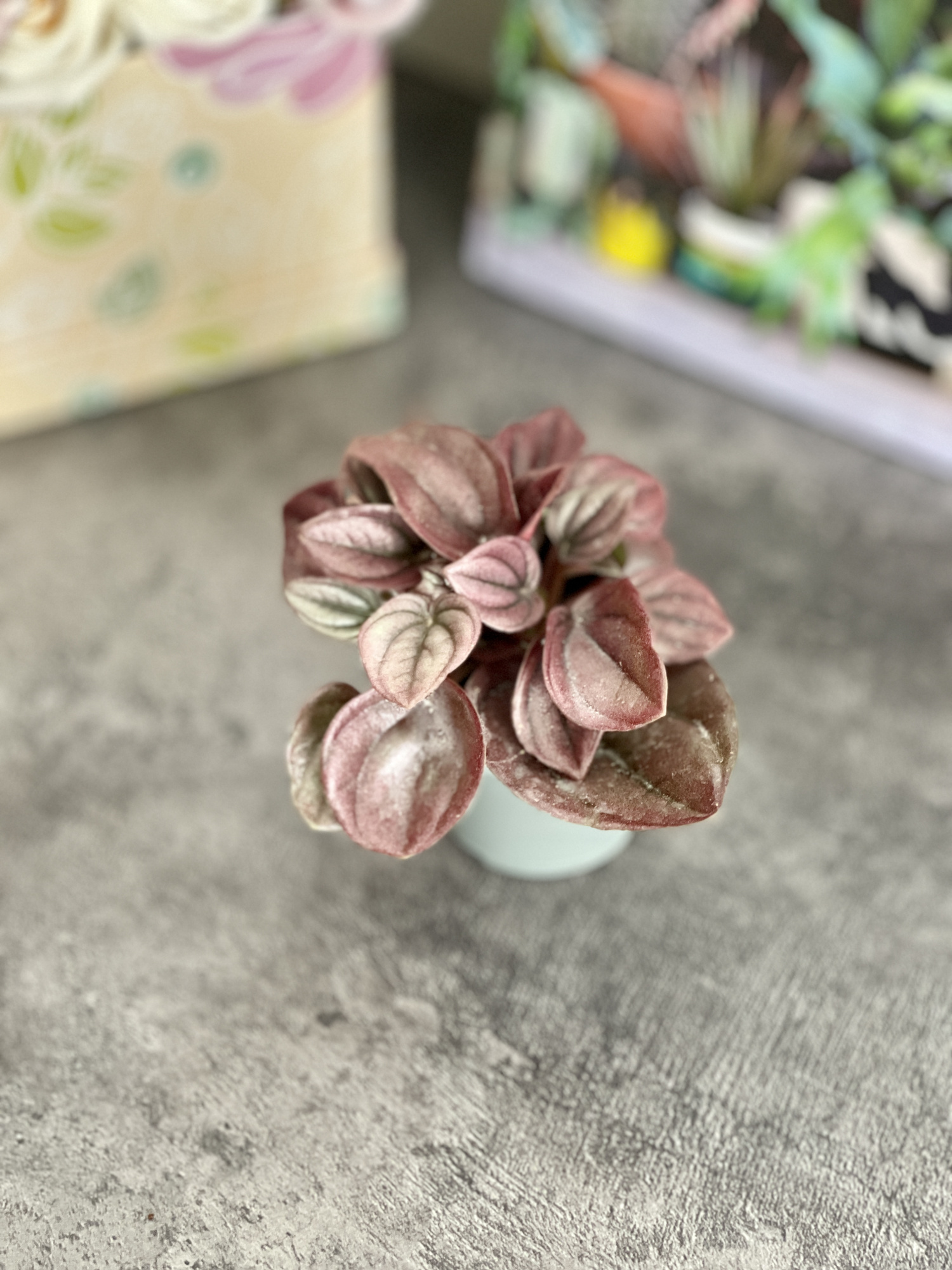 Пеперомия Каперата Кайен (Peperomia Сaperata Cayenne) D5см