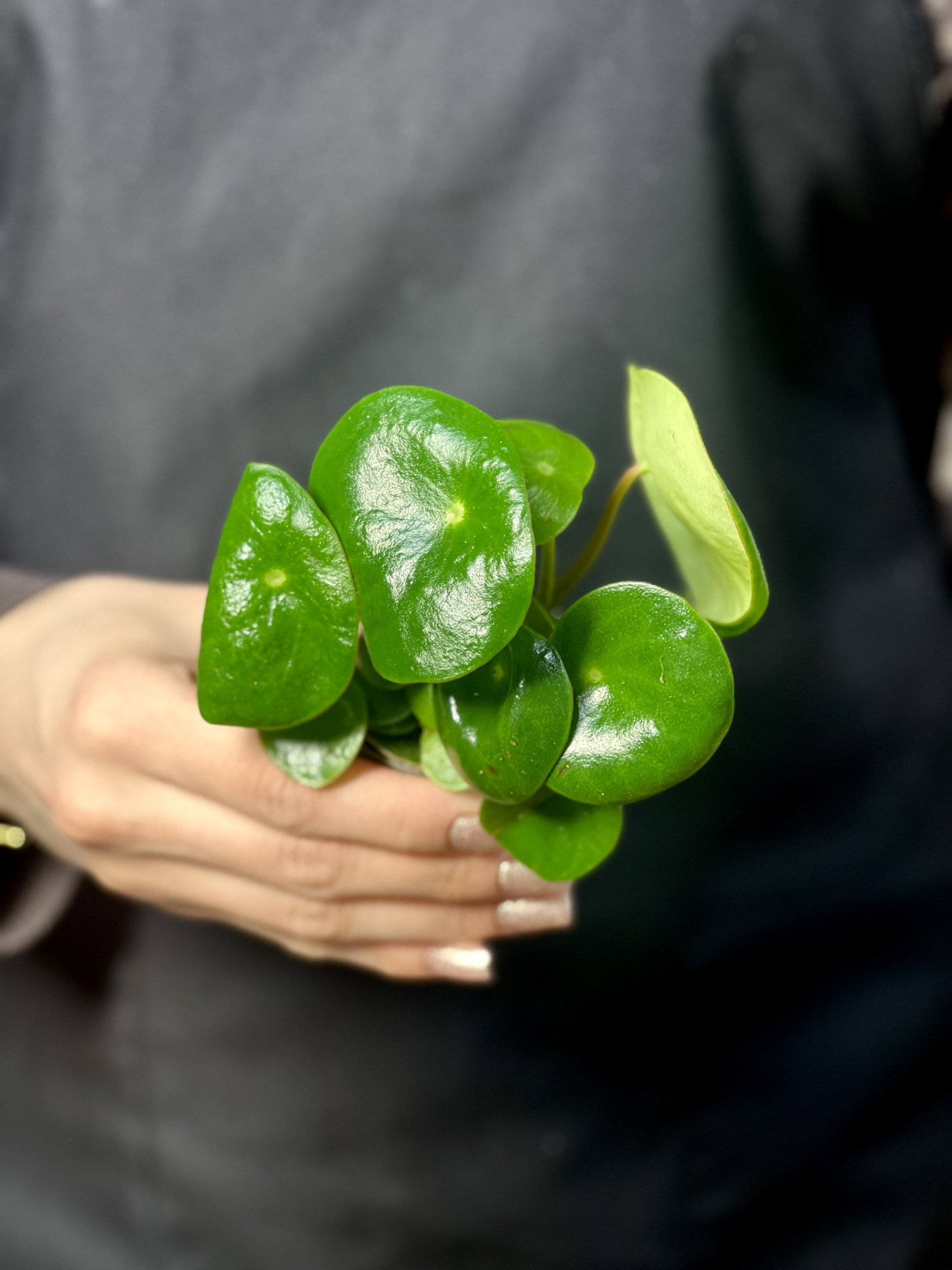 Пеперомия Рейндроп (Peperomia Polybotrya Raindrop) D6см
