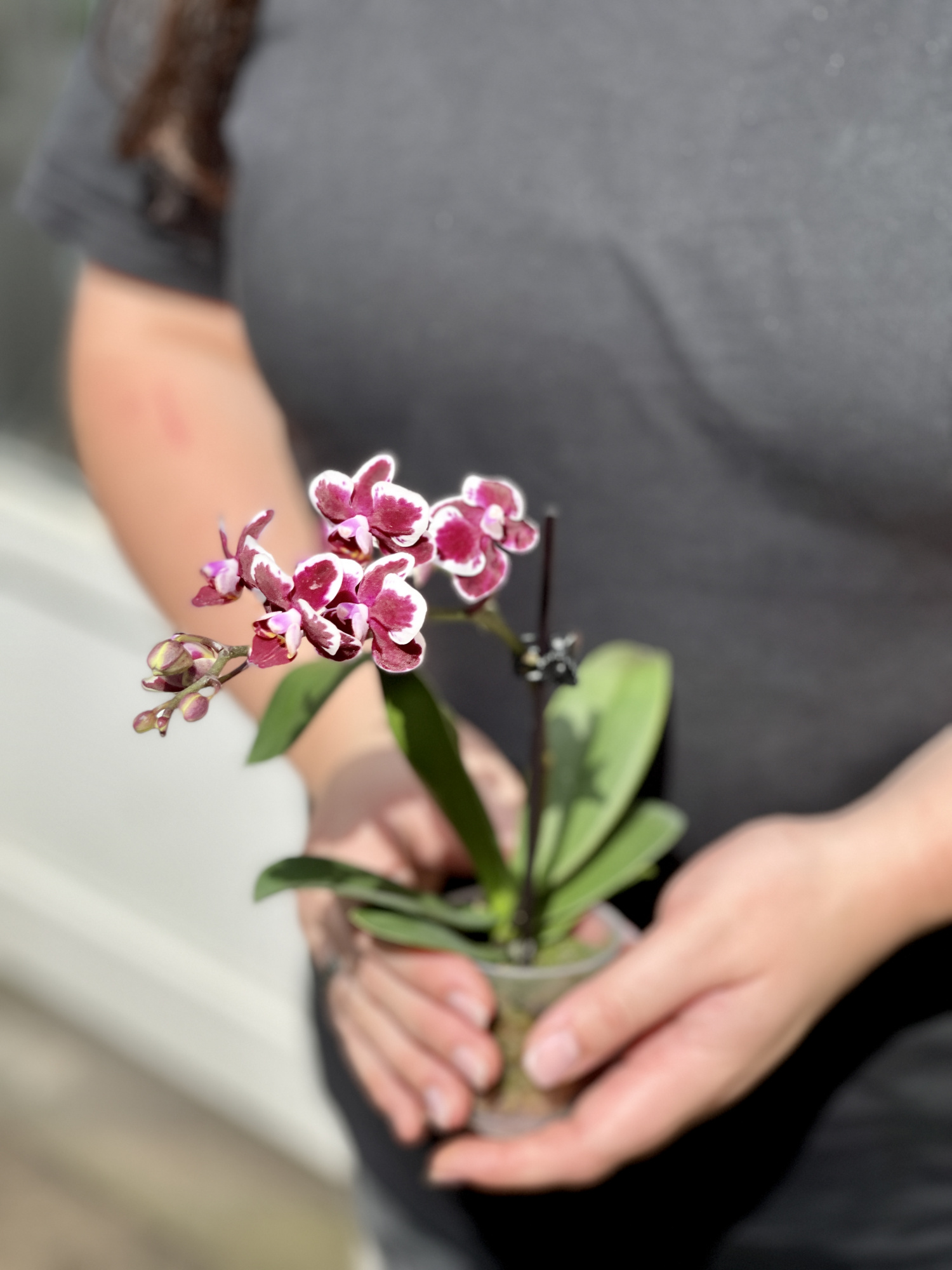 Орхидея Фаленопсис Бордовая Пестрая (Phalaenopsis Multiflora) D6см