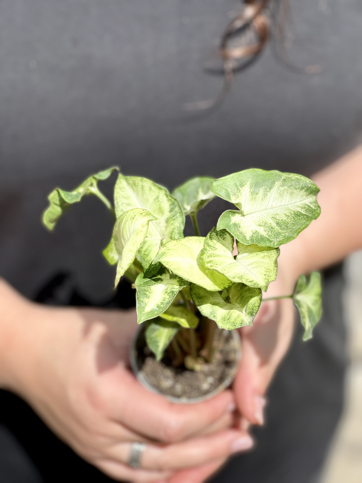 Сингониум Пикси (Syngonium Pixie) D6см