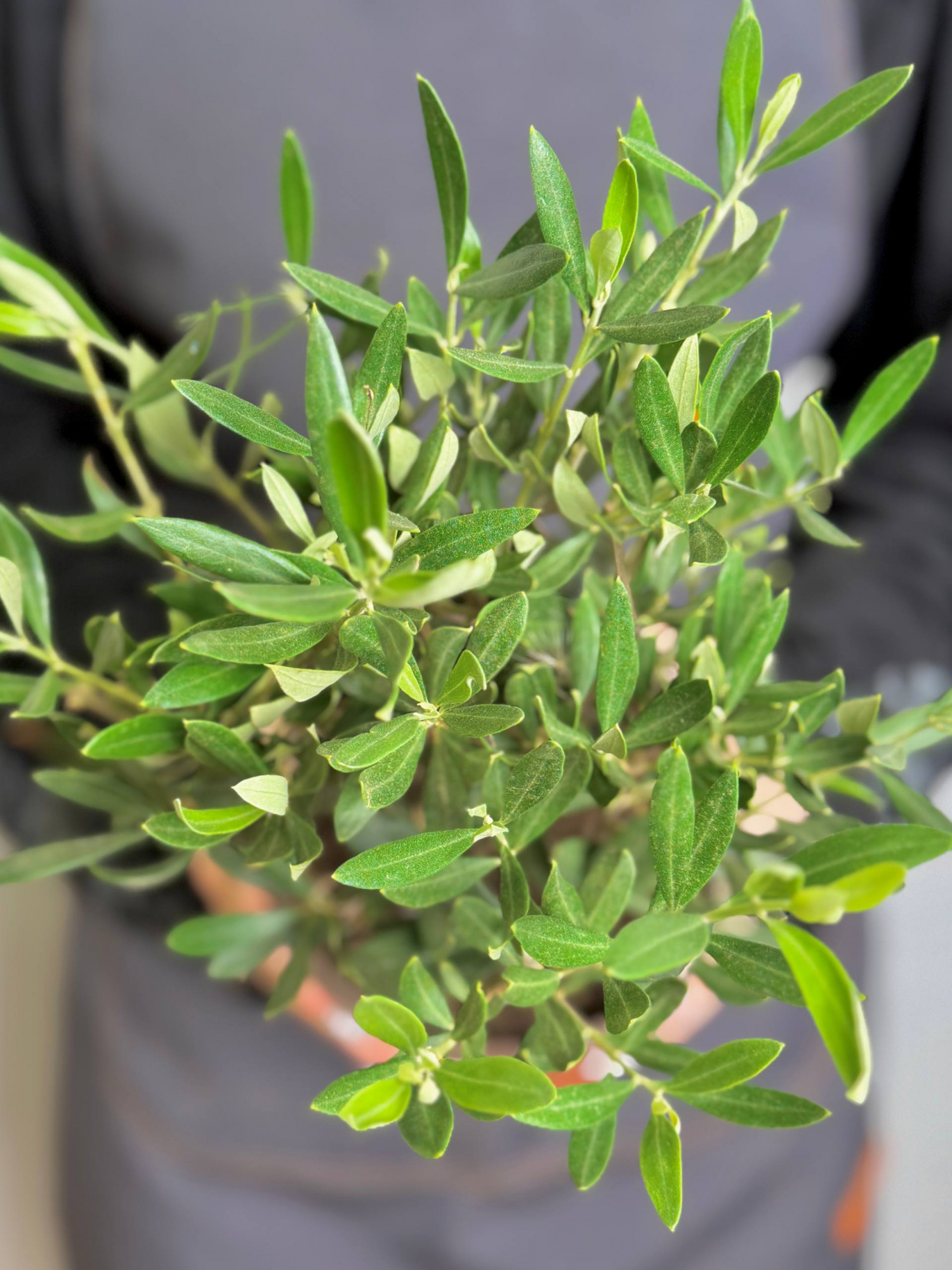 Олива европейская, или Оливковое дерево (Olea Europaea Bush) D15см
