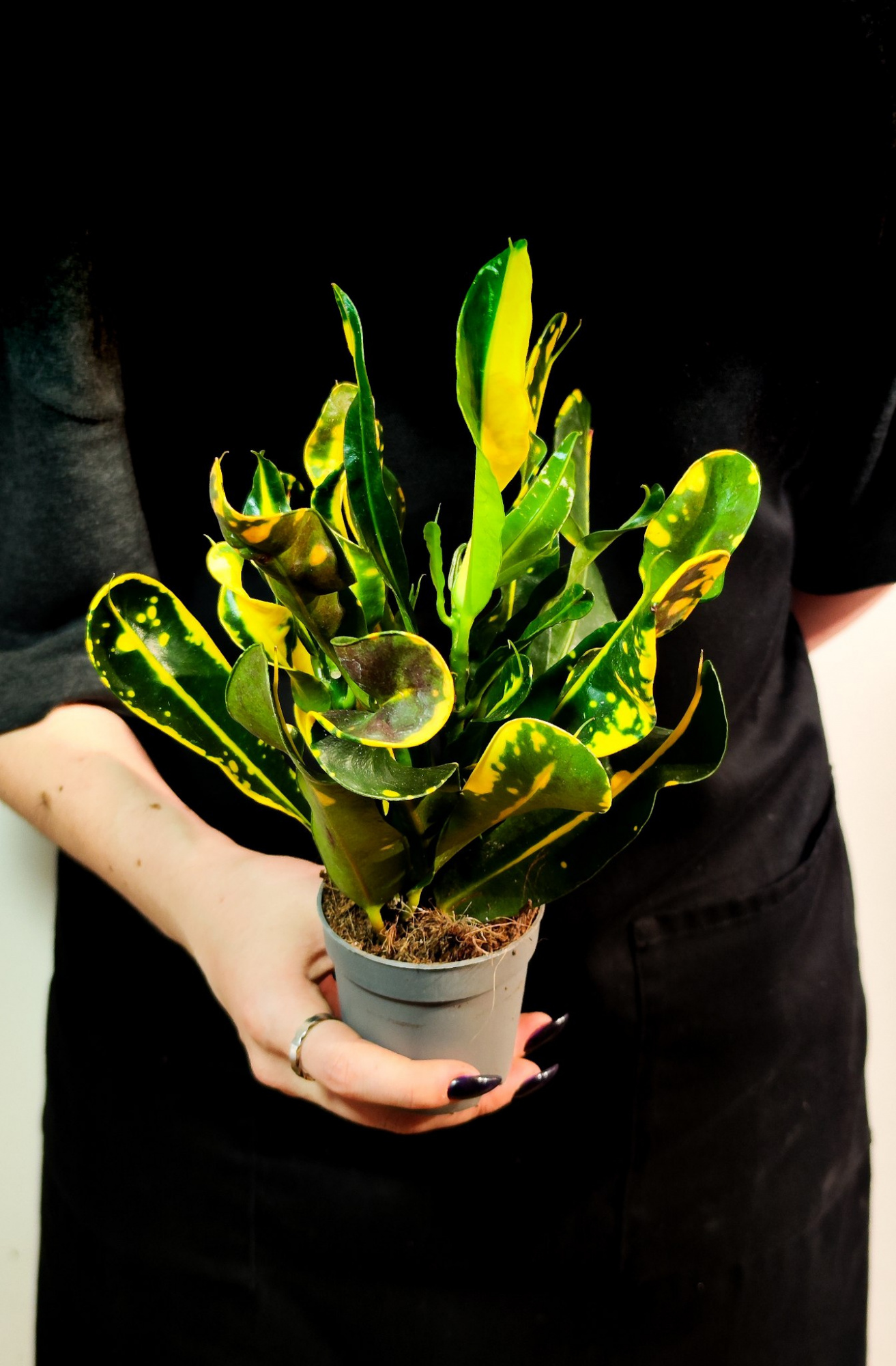Кодиеум Мамми Йеллоу (Codiaeum Mammy Yellow) D6см