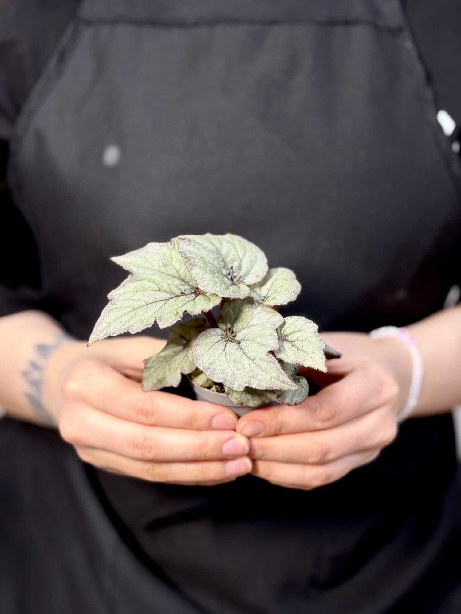 Бегония Рекс Лаккадив (Begonia Rex Spirit of Laccadive) D6см