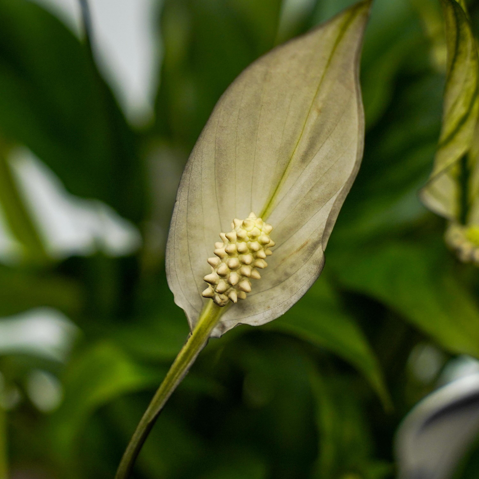 Спатифиллум Беллини (Spathiphyllum Bellini) D12см
