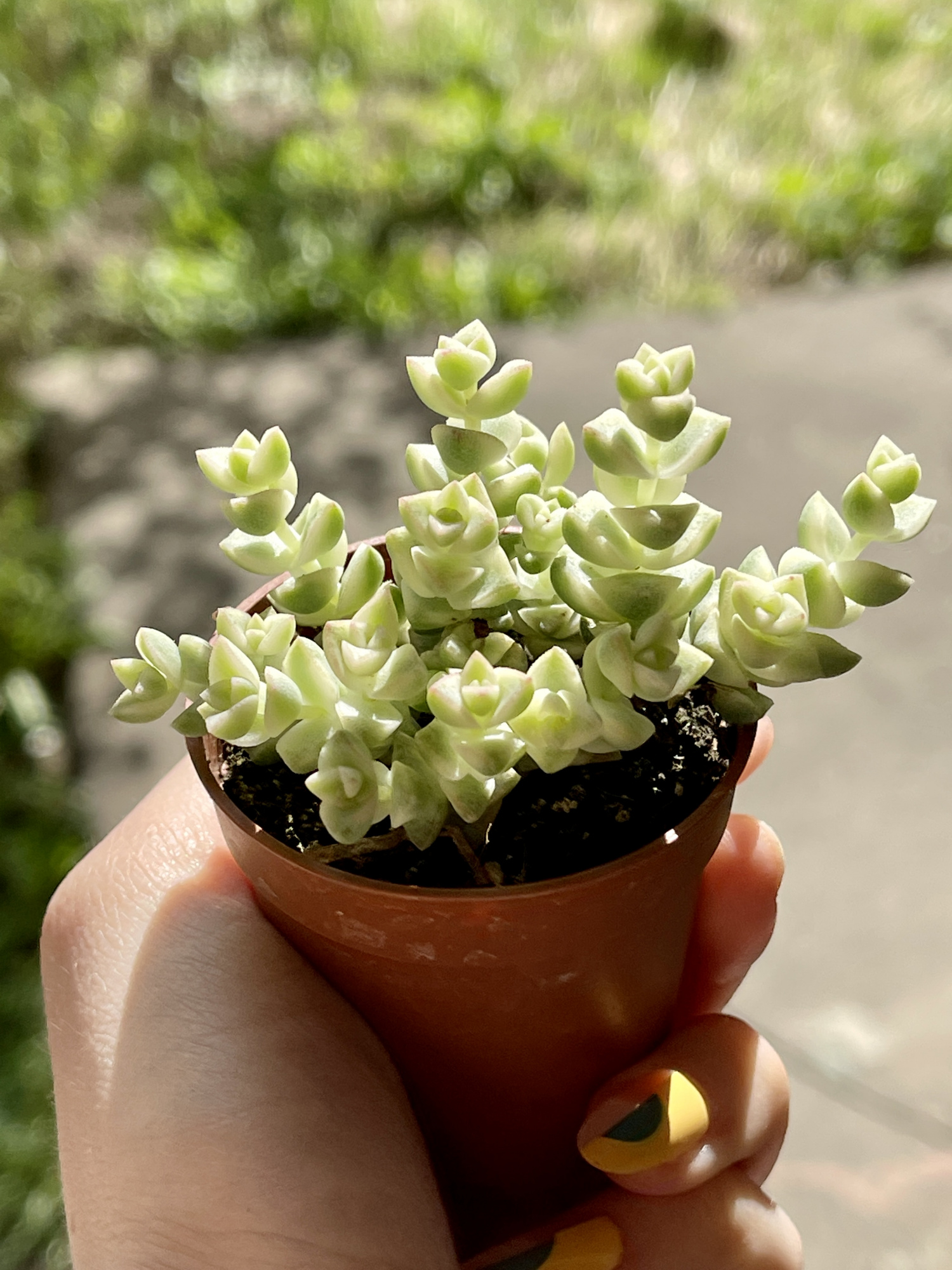 Крассула Том Тумб Вариегатный (Crassula Tom Thub Variegata) D5см