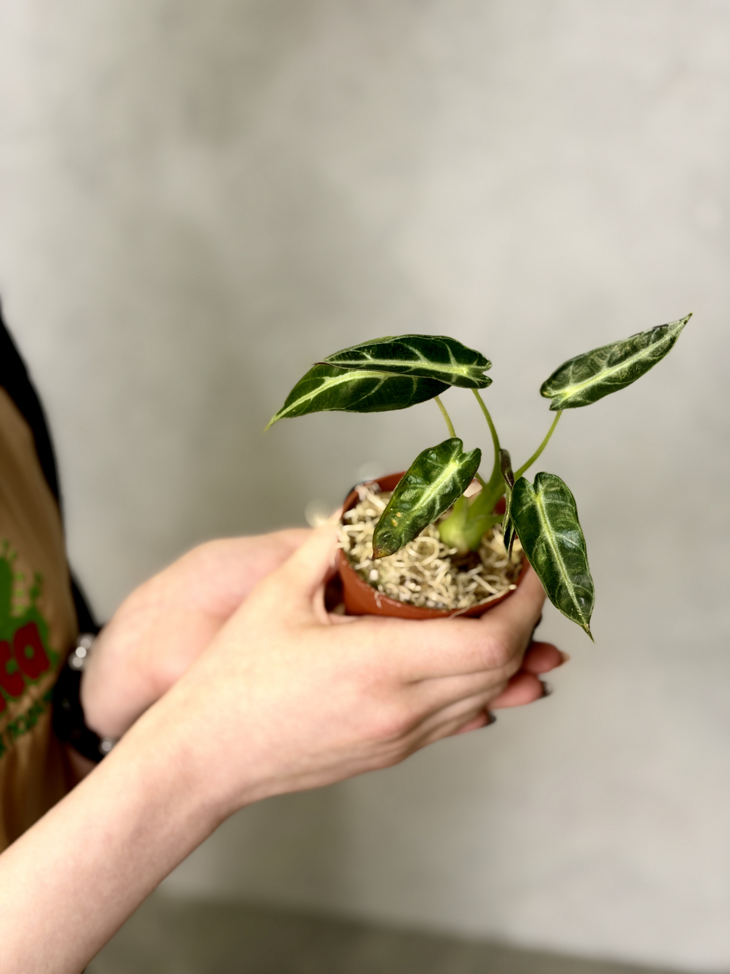 Алоказия Бамбино Эрроу (Alocasia Bambino Arrow) D6см