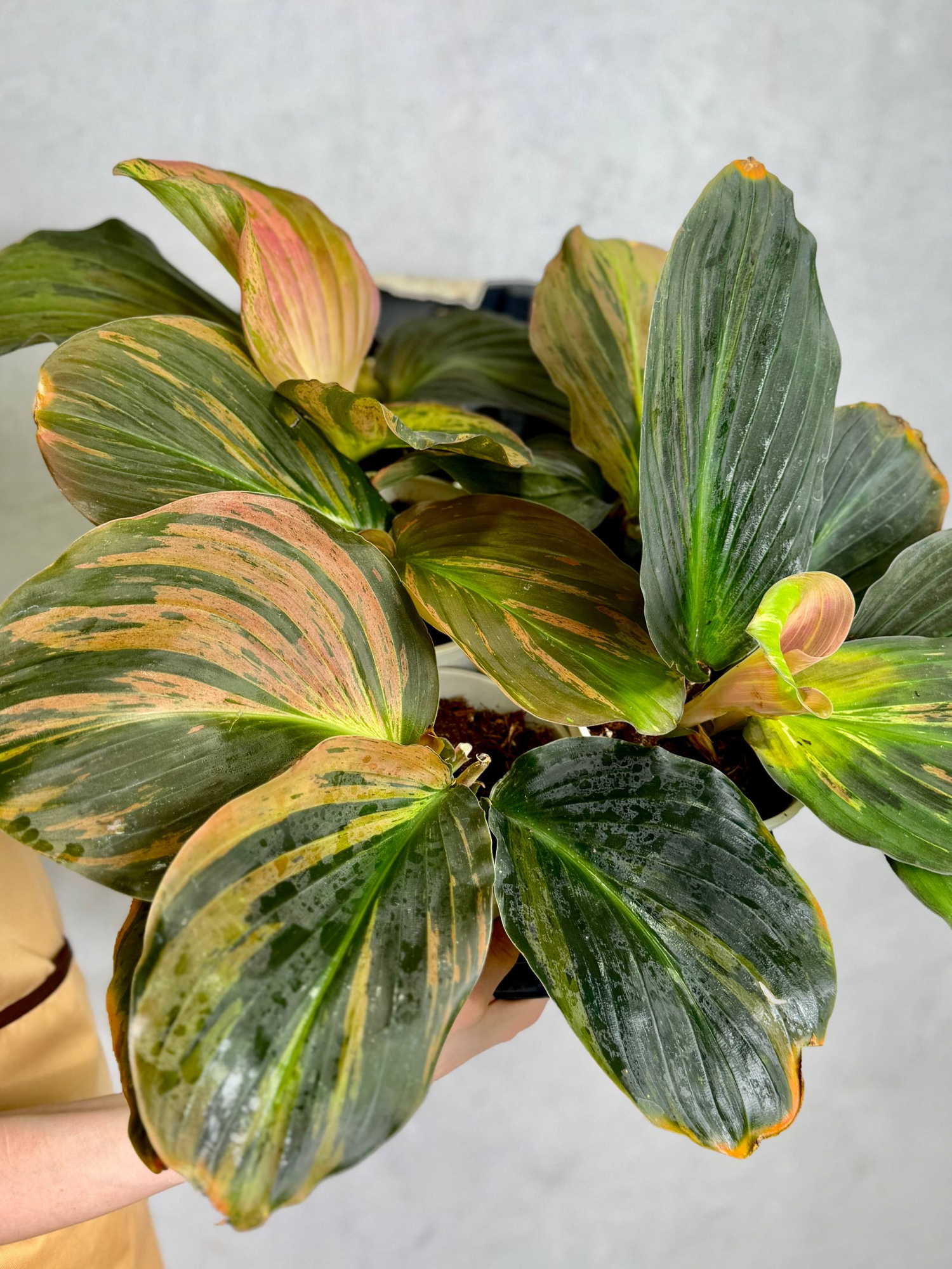 Кемпферия Вариегатная Пинк Павлин (Kaempferia Pavo Pink Variegated) D13см