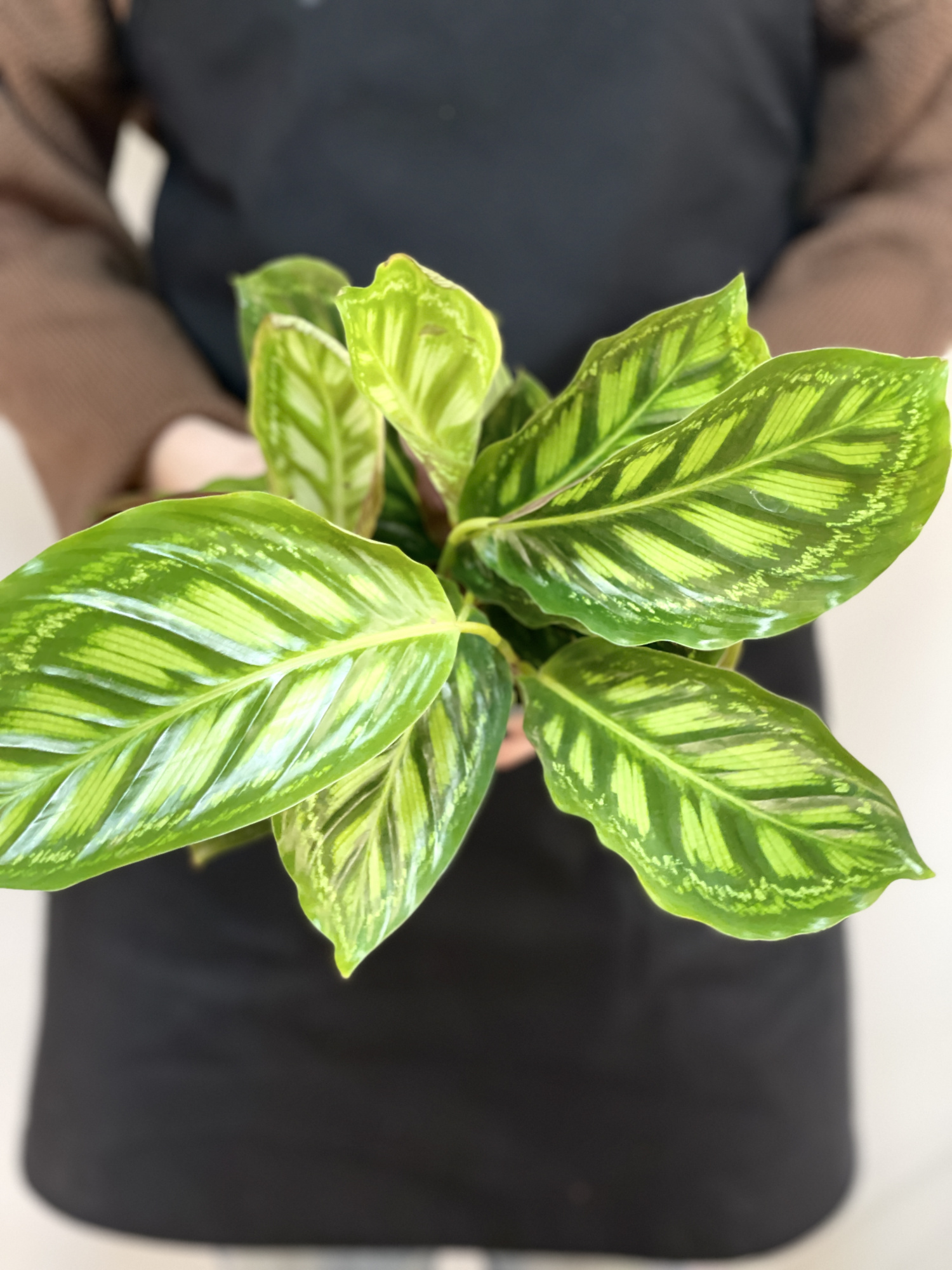 Калатея Флеймстар (Calathea Flamestar) D12см