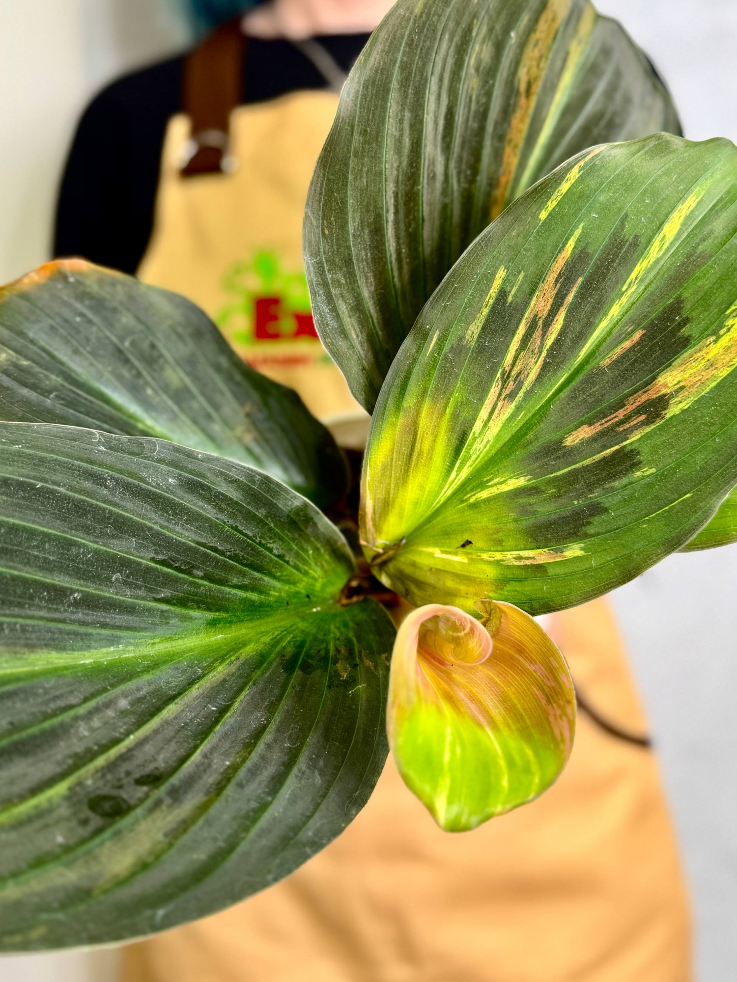 Кемпферия Вариегатная Пинк Павлин (Kaempferia Pavo Pink Variegated) D13см