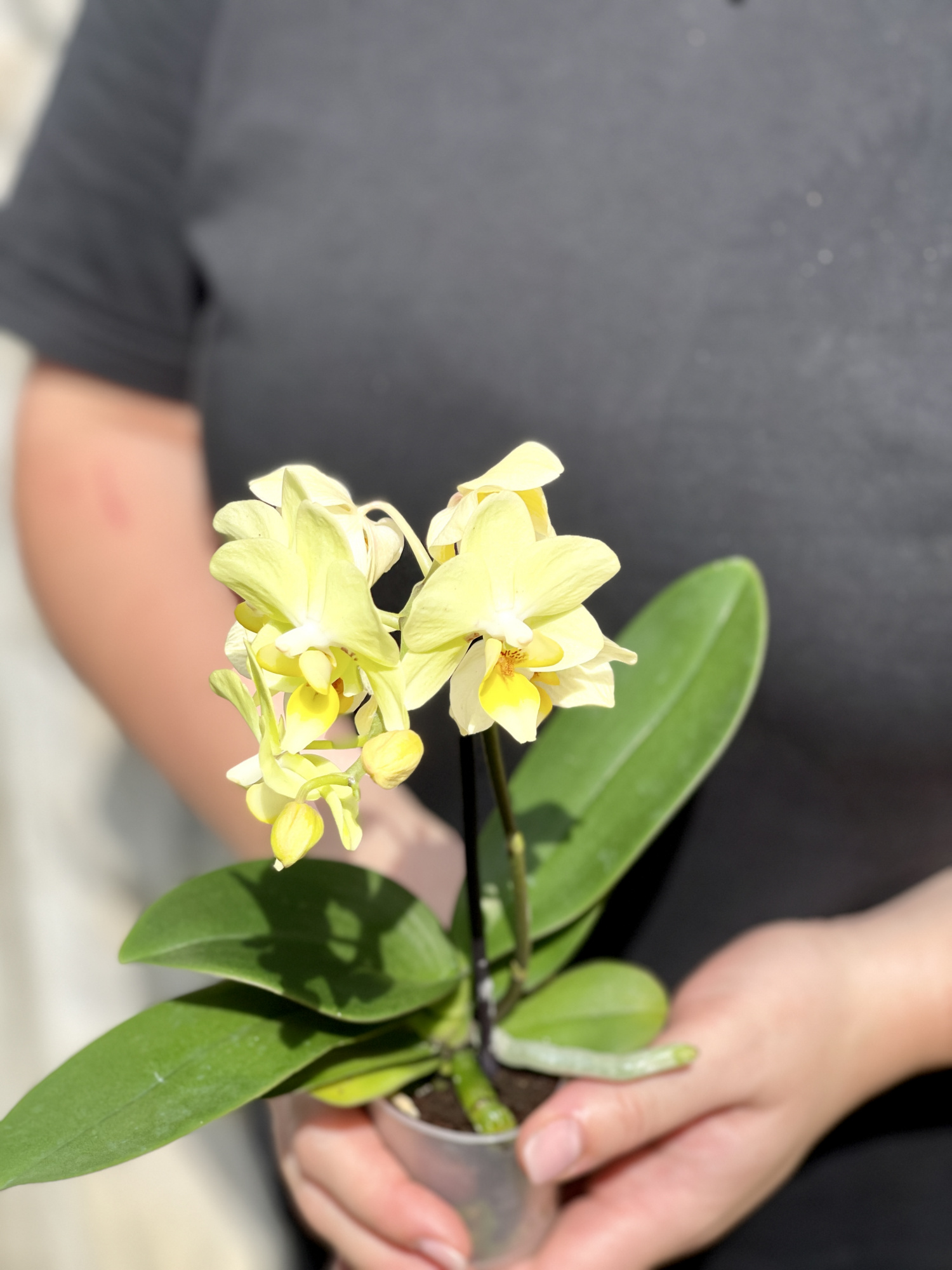 Орхидея Фаленопсис Мини Лимонная (Phalaenopsis Multiflora) D6см