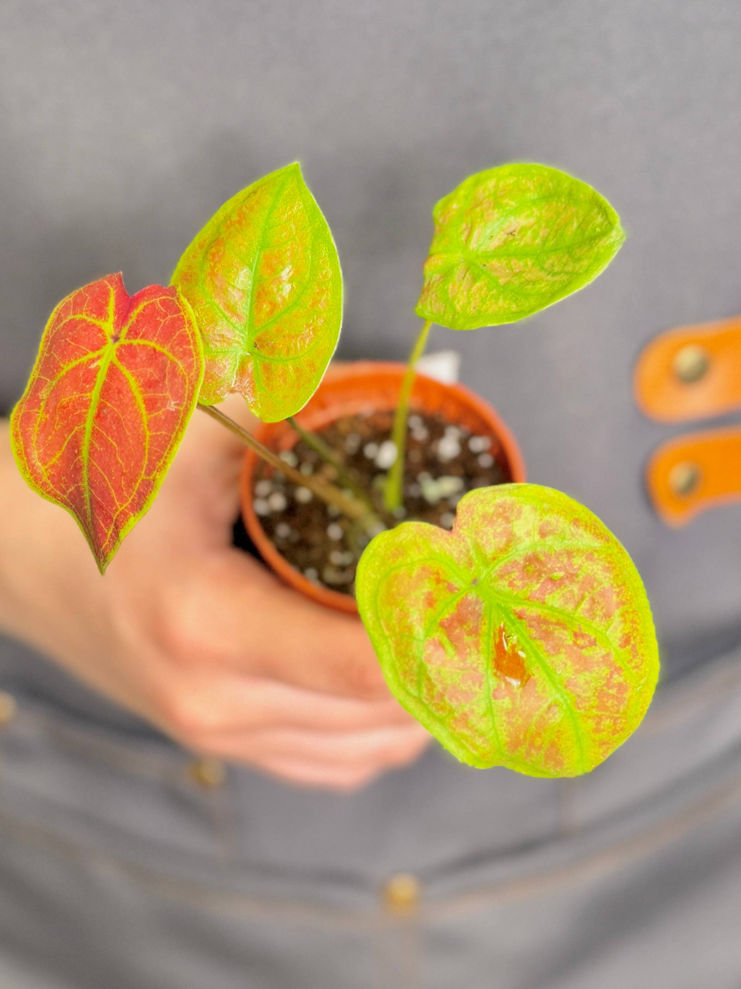 Каладиум Биколор Нью Вейв (Caladium Bicolor New Wave) D6см