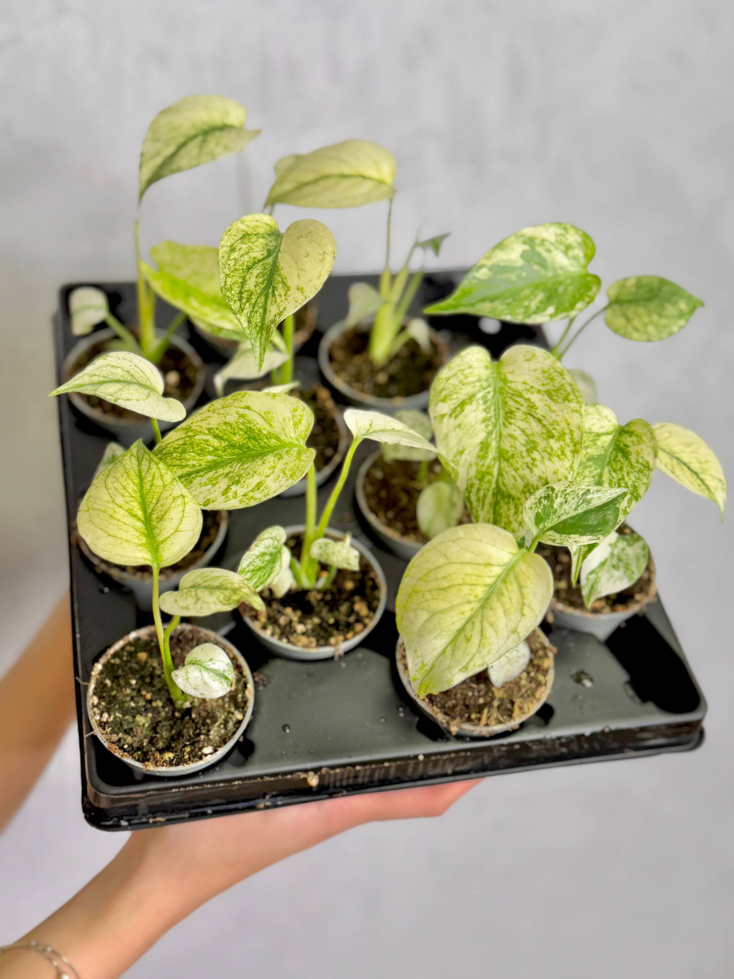 Монстера Вайт Монстер (Monstera White Monster) D6см