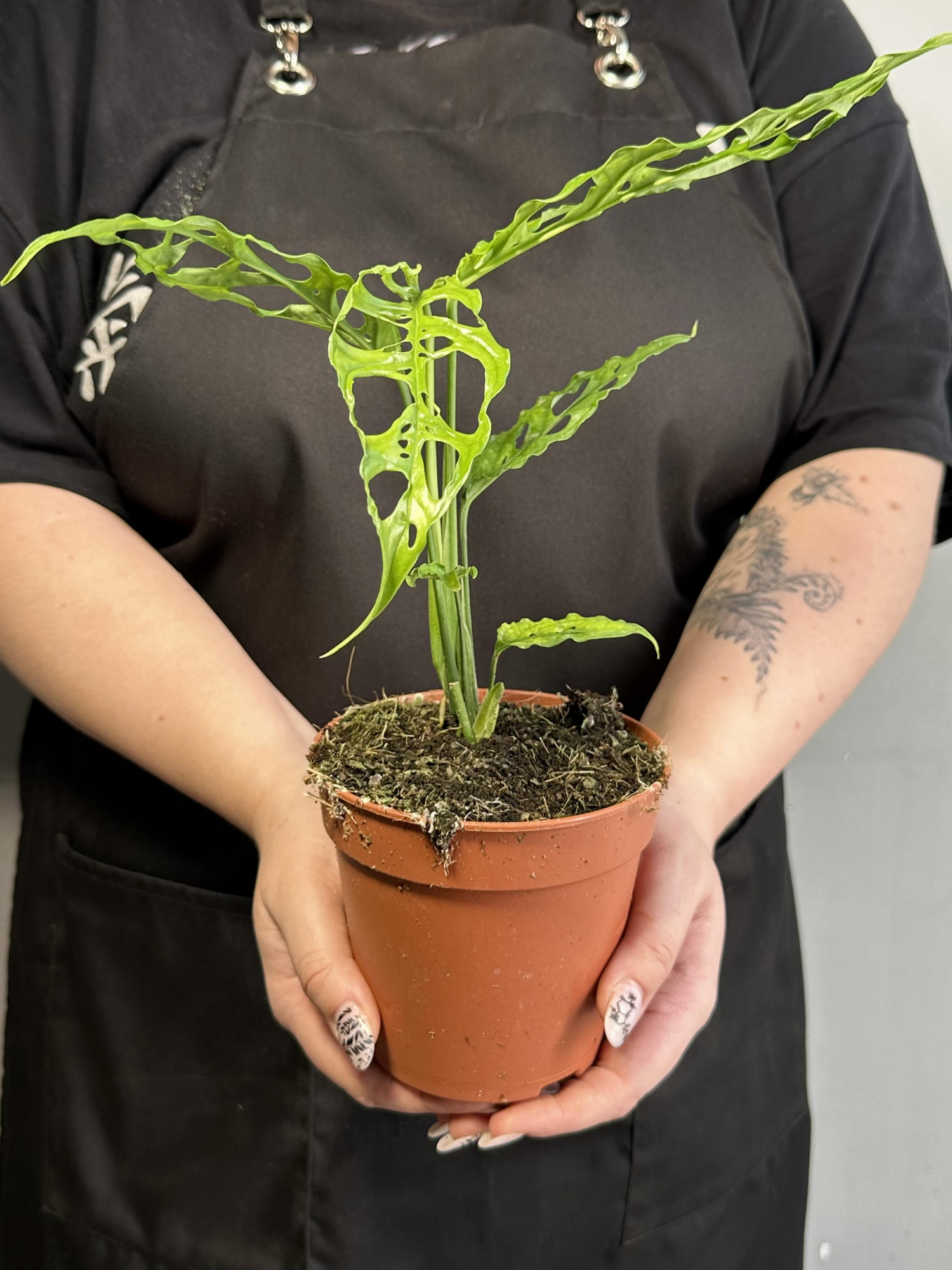 Монстера Обликва Перу (Monstera Obliqua Peru) D12см