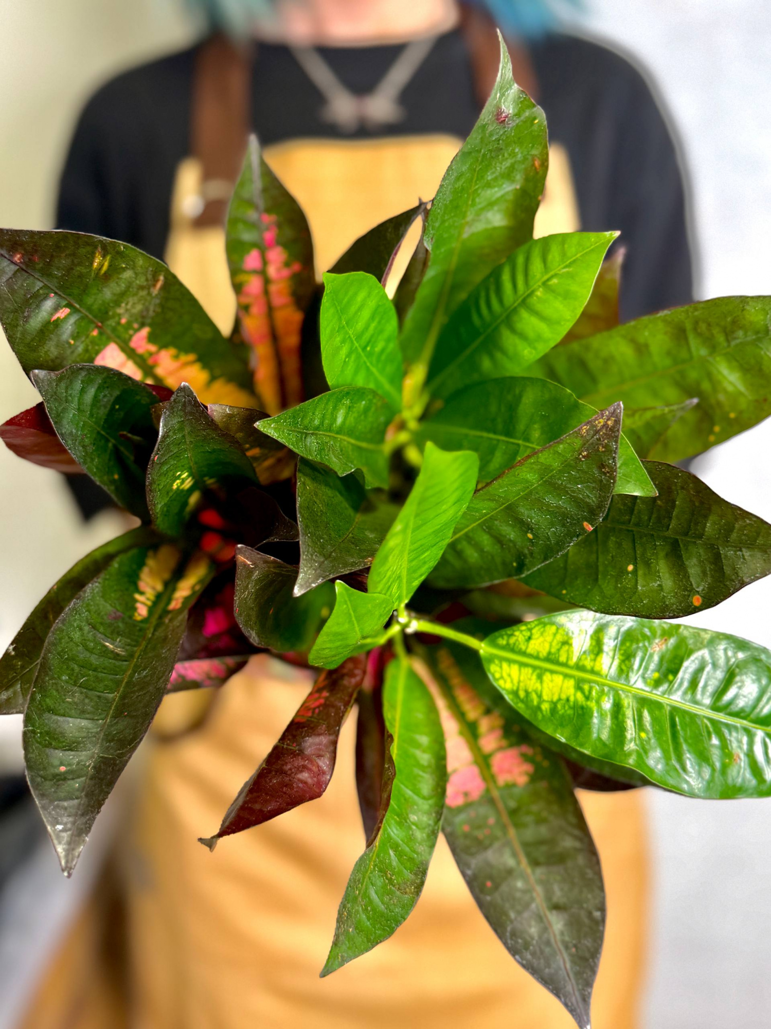 Кодиеум Миссис Айстон (Codiaeum Mrs. Iceton) D12см