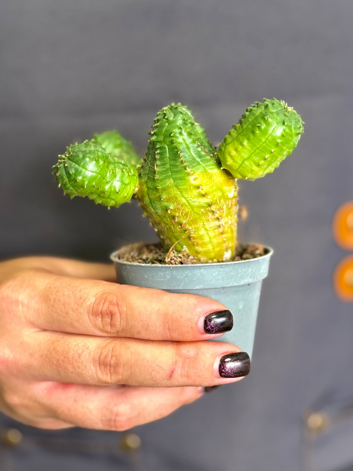 Эуфорбия Глобоза, или Молочай Шаровидный (Euphorbia Globosa) D6см
