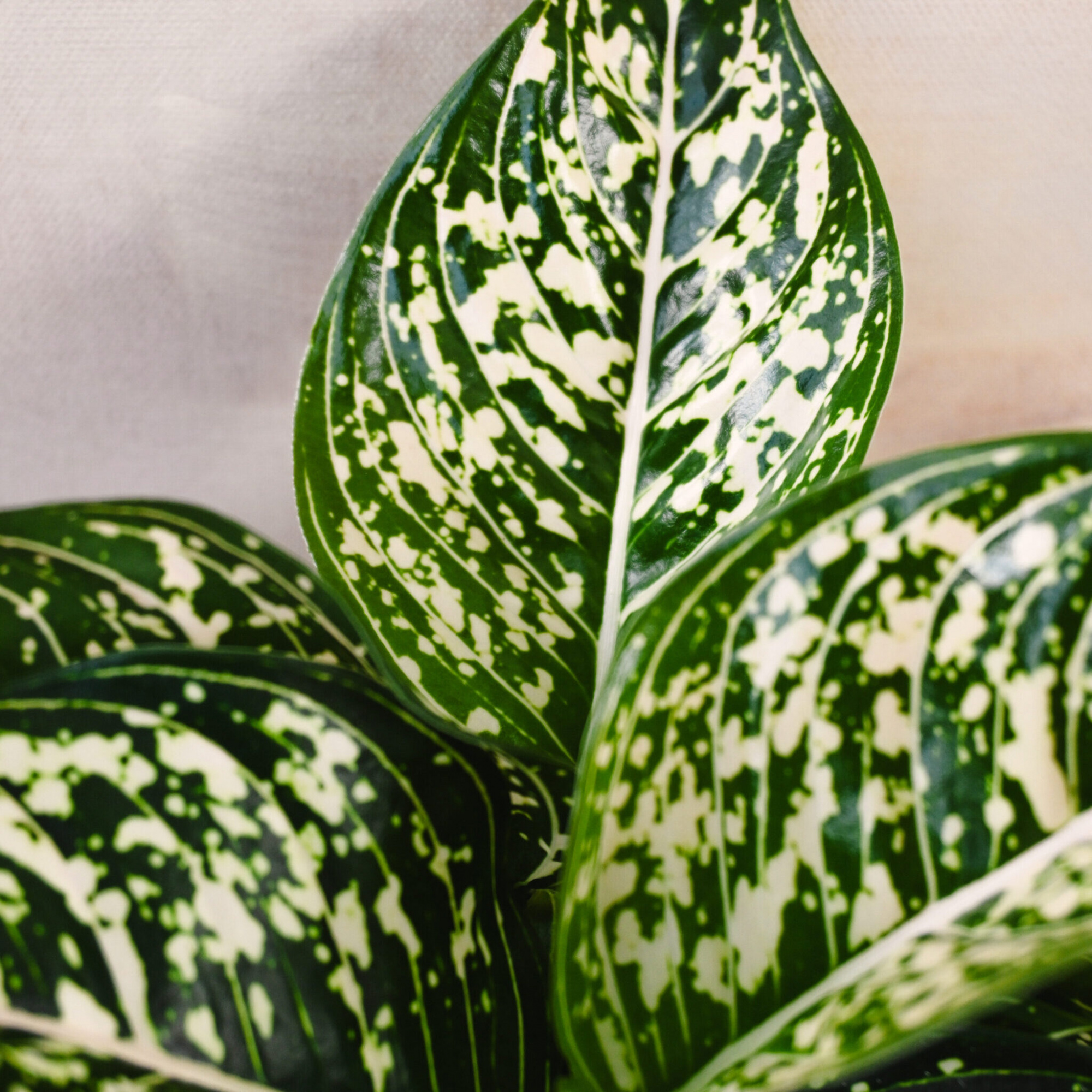 Аглаонема Томс Прайд (Aglaonema Toms Pride) D6см