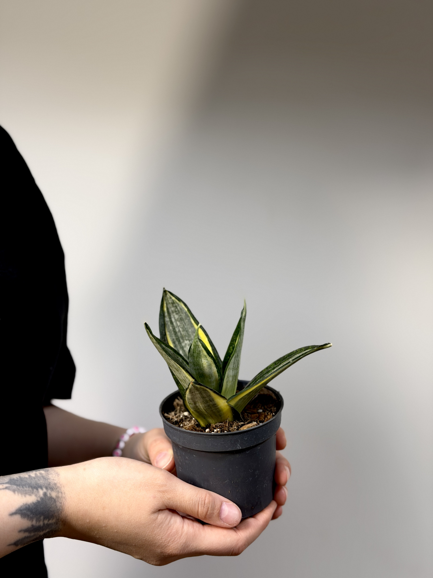 Сансевиерия Ханни Сильвер Зебра (Sansevieria Hahnii Silver Zebra) D9см