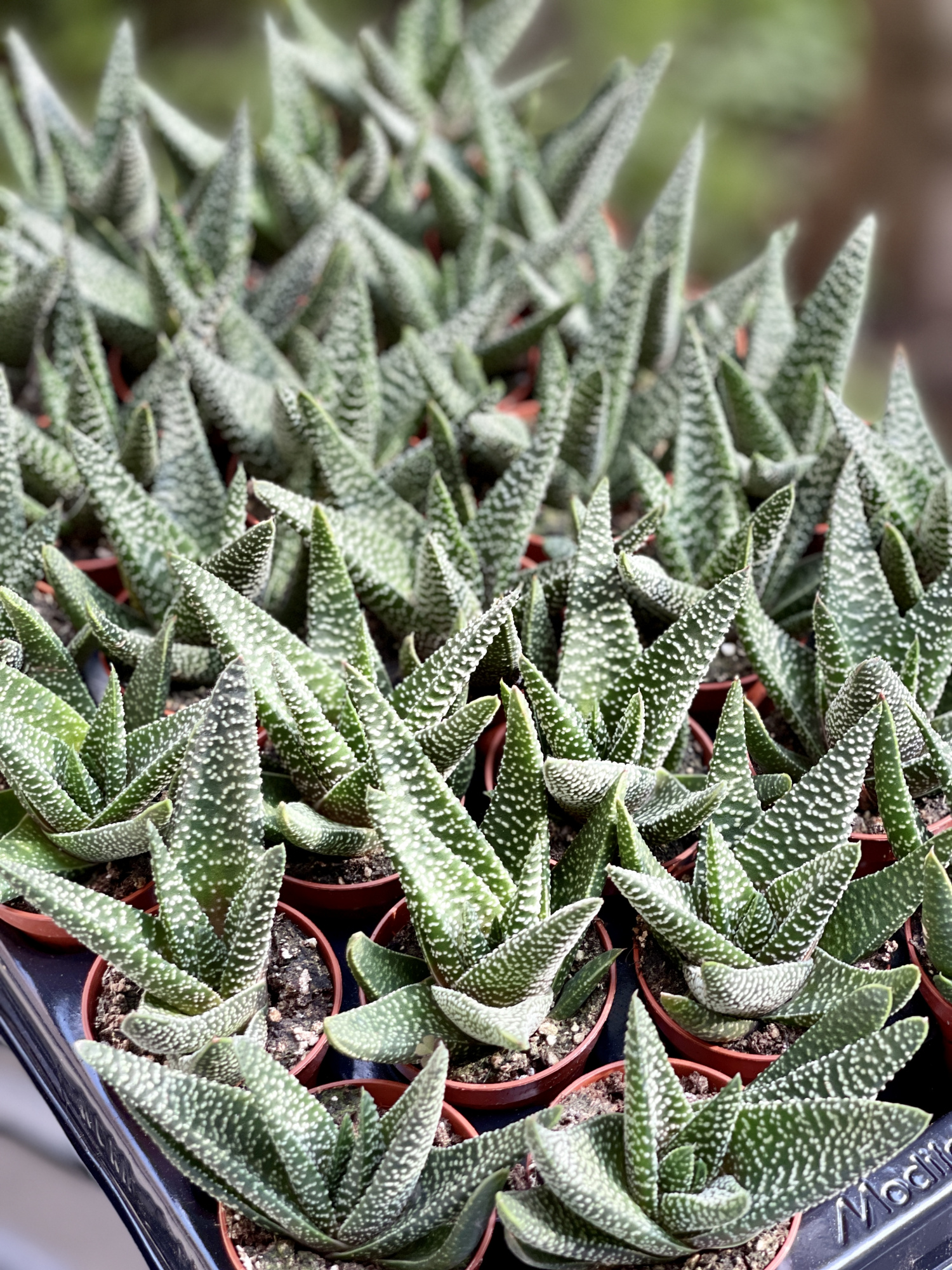 Хавортия Жемчужная Мэджик (Haworthia Margaritifera Magic) D5см