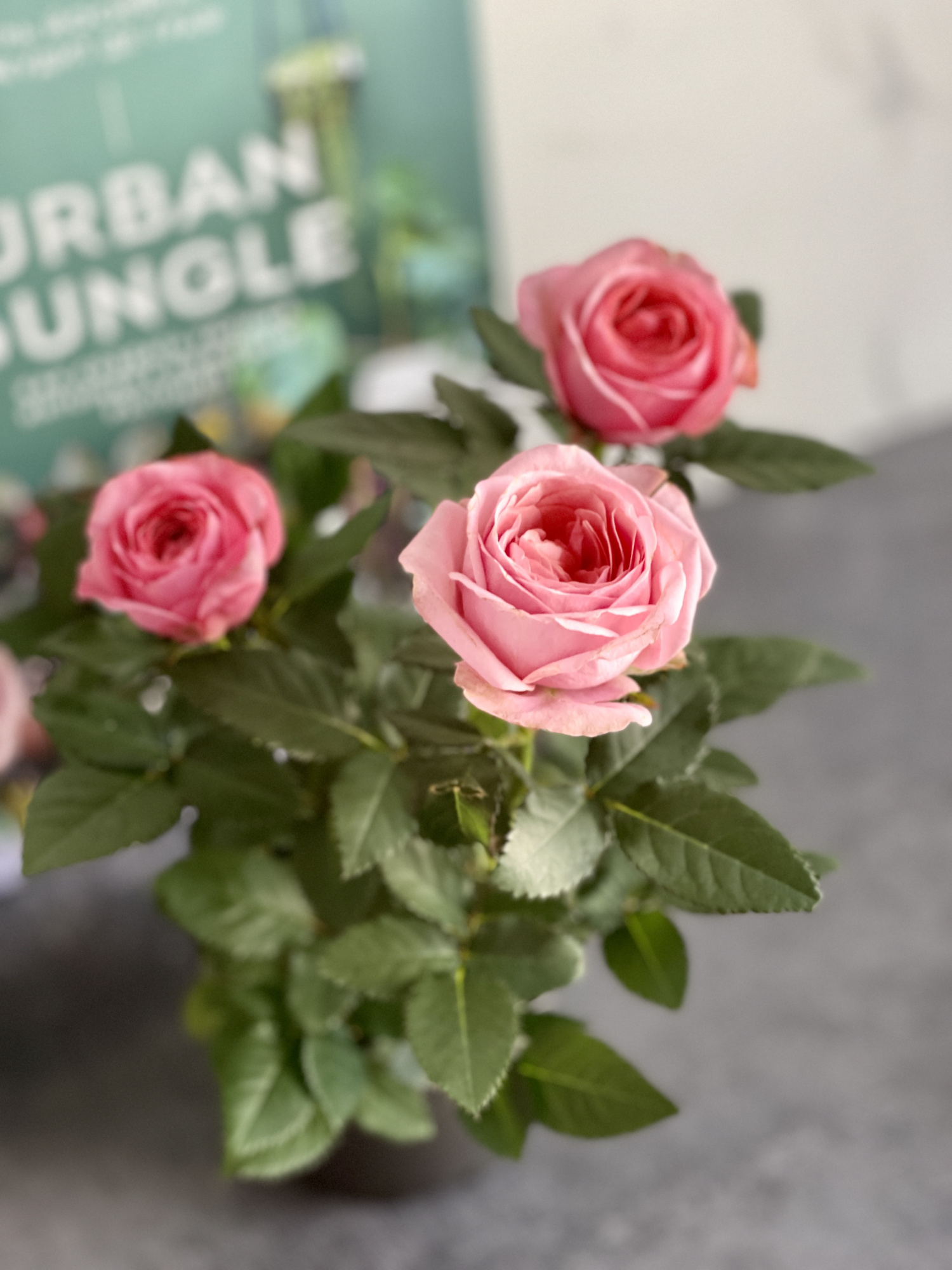 Роза розовая комнатная (Rose Pink) D9см