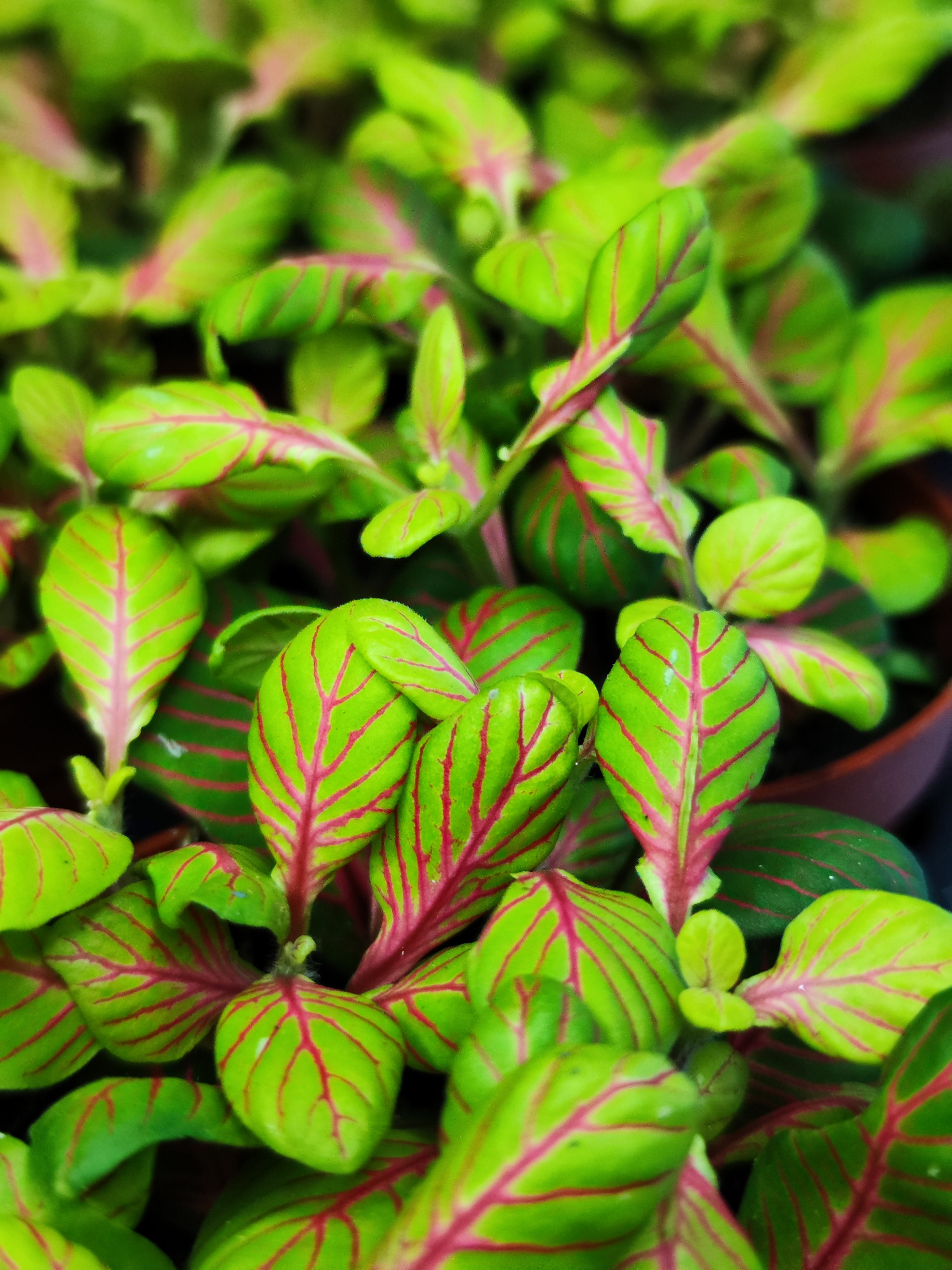 Фиттония Баббл Грин (Fittonia Bubble Green) D8,5см